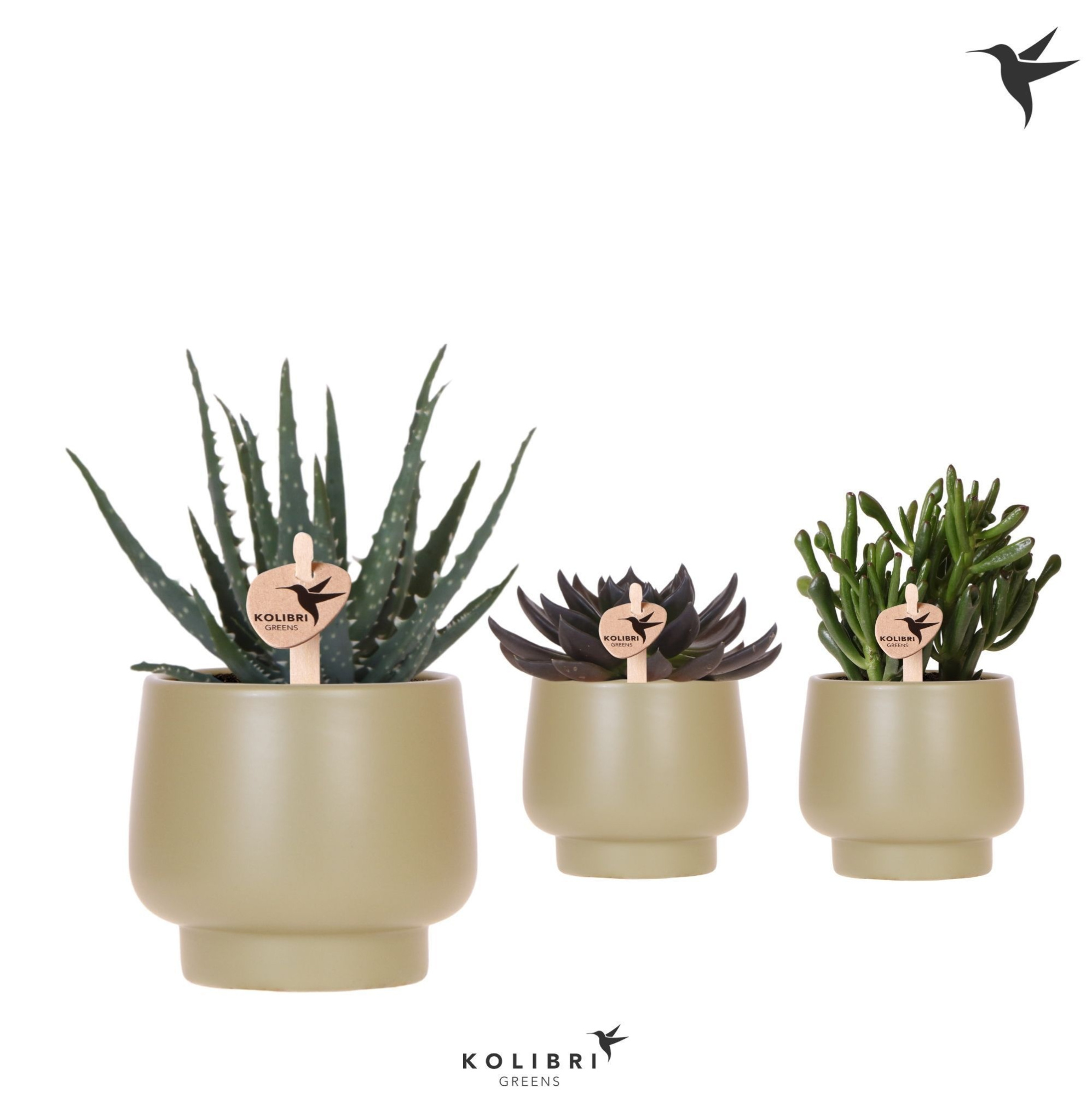Kolibri Greens Succulenten mix in Scandic pot green, D 9 cm