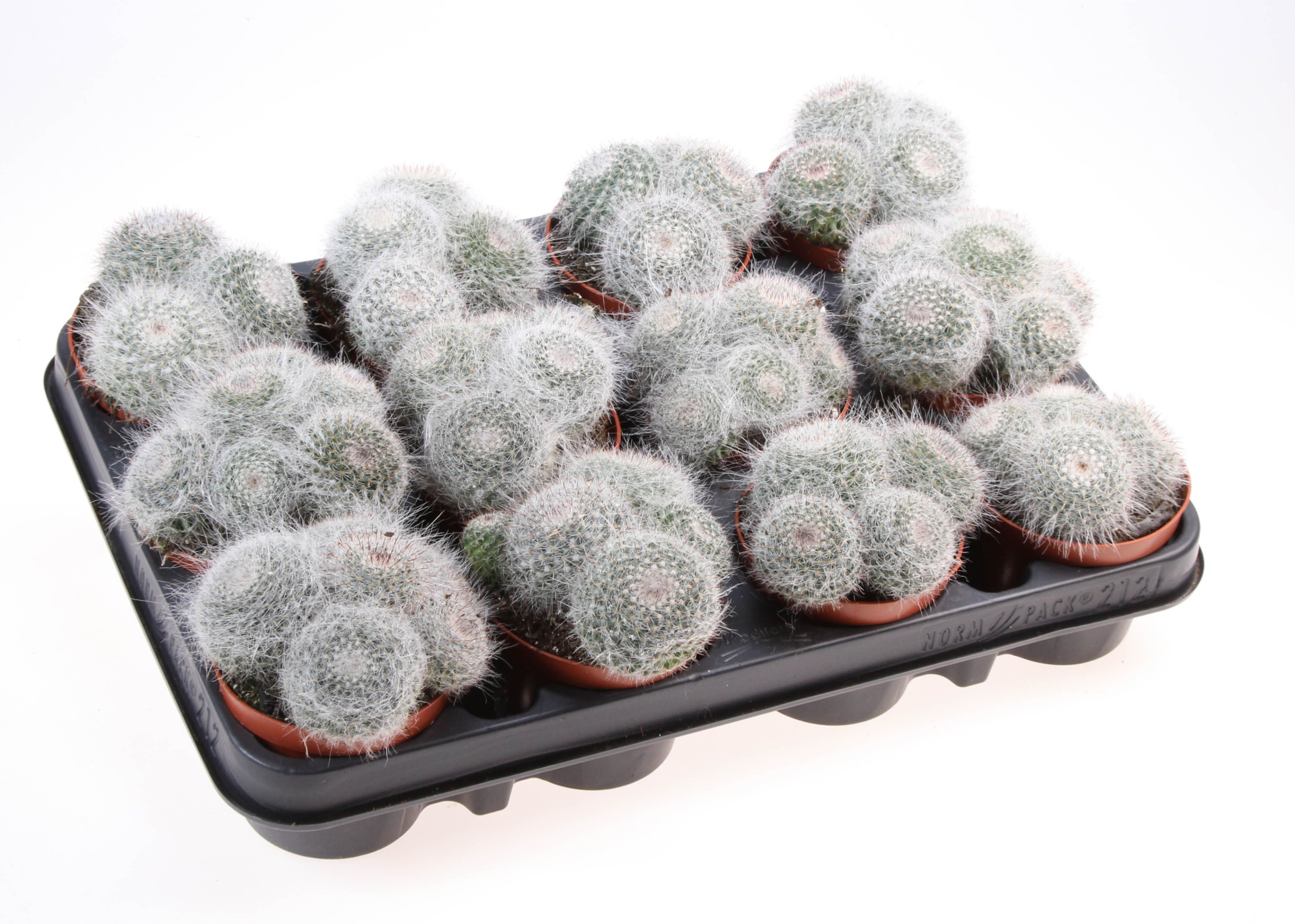 Mammillaria hahniana, D 8,5 cm