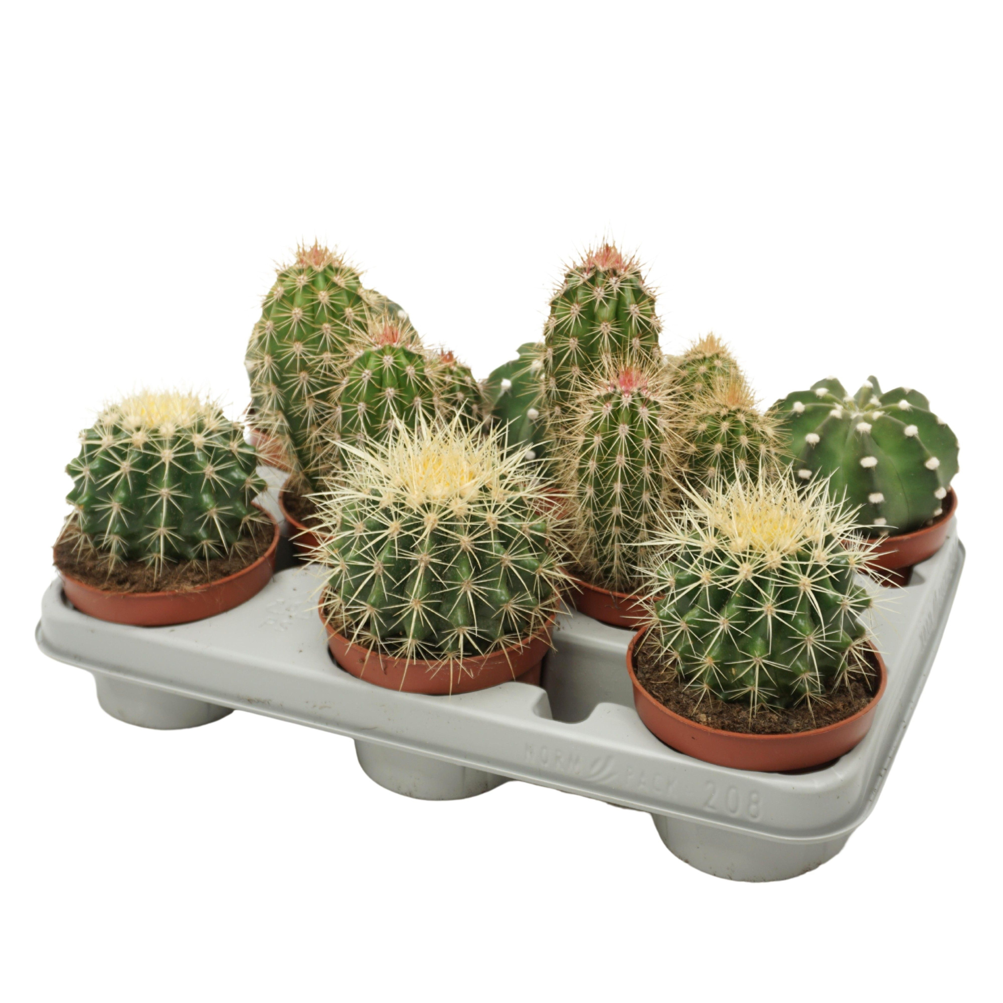Cactus mix 10,5 cm in 208 fust, D 10,5