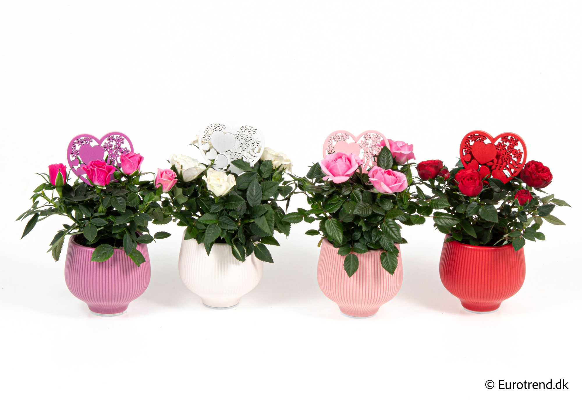 Roses in Valentine ceramic 2026, D 6