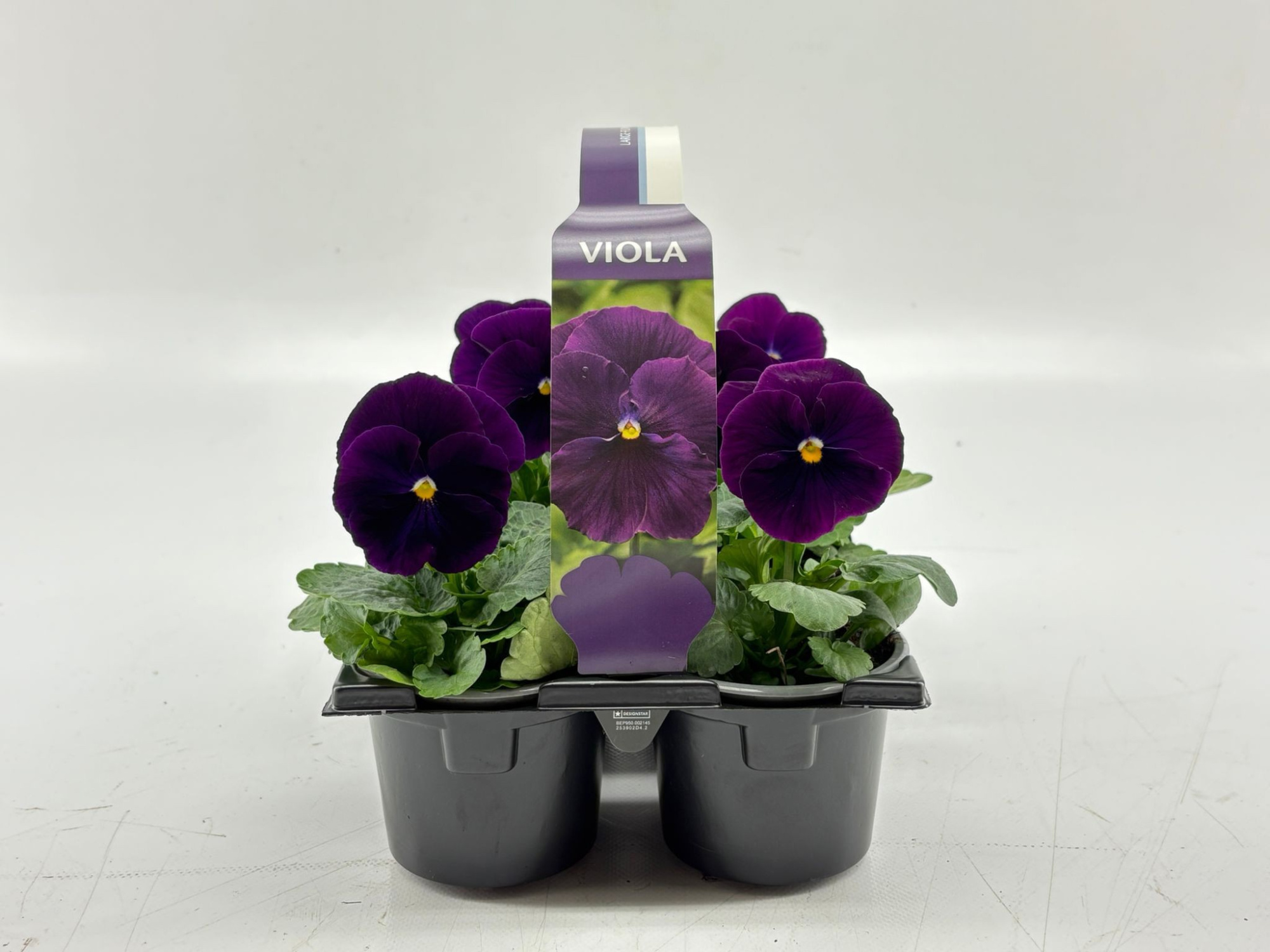 Sixpack Viola F1 Clear Violet, D 9 cm
