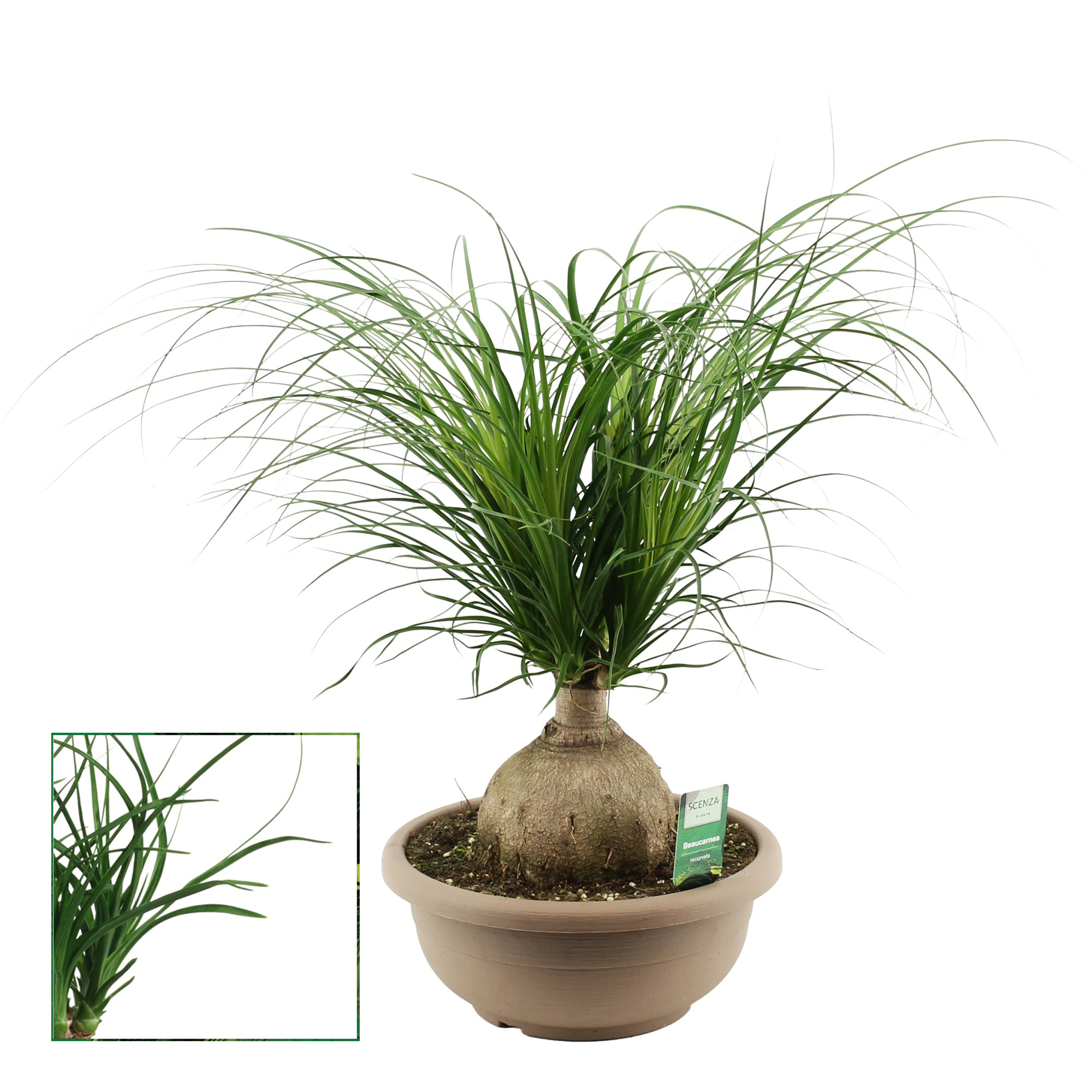 Beaucarnea bol 30 cm (Scenza), D 30