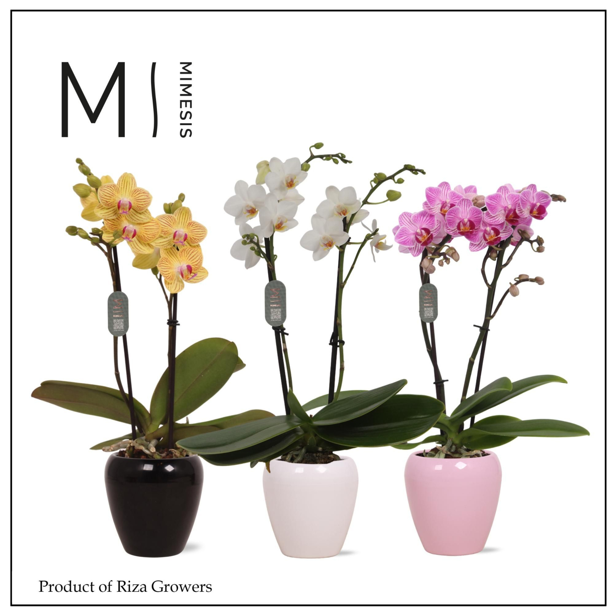 Phalaenopsis Mix 2 spike – 7cm in Martine Mix Ceramic | Mimesis, D 7 cm