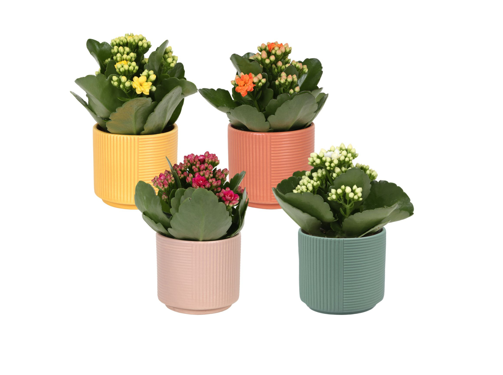 KP-881.1 - Kalanchoe Rosalina 7cm in cilinderpot 4 assorti, D 7 cm