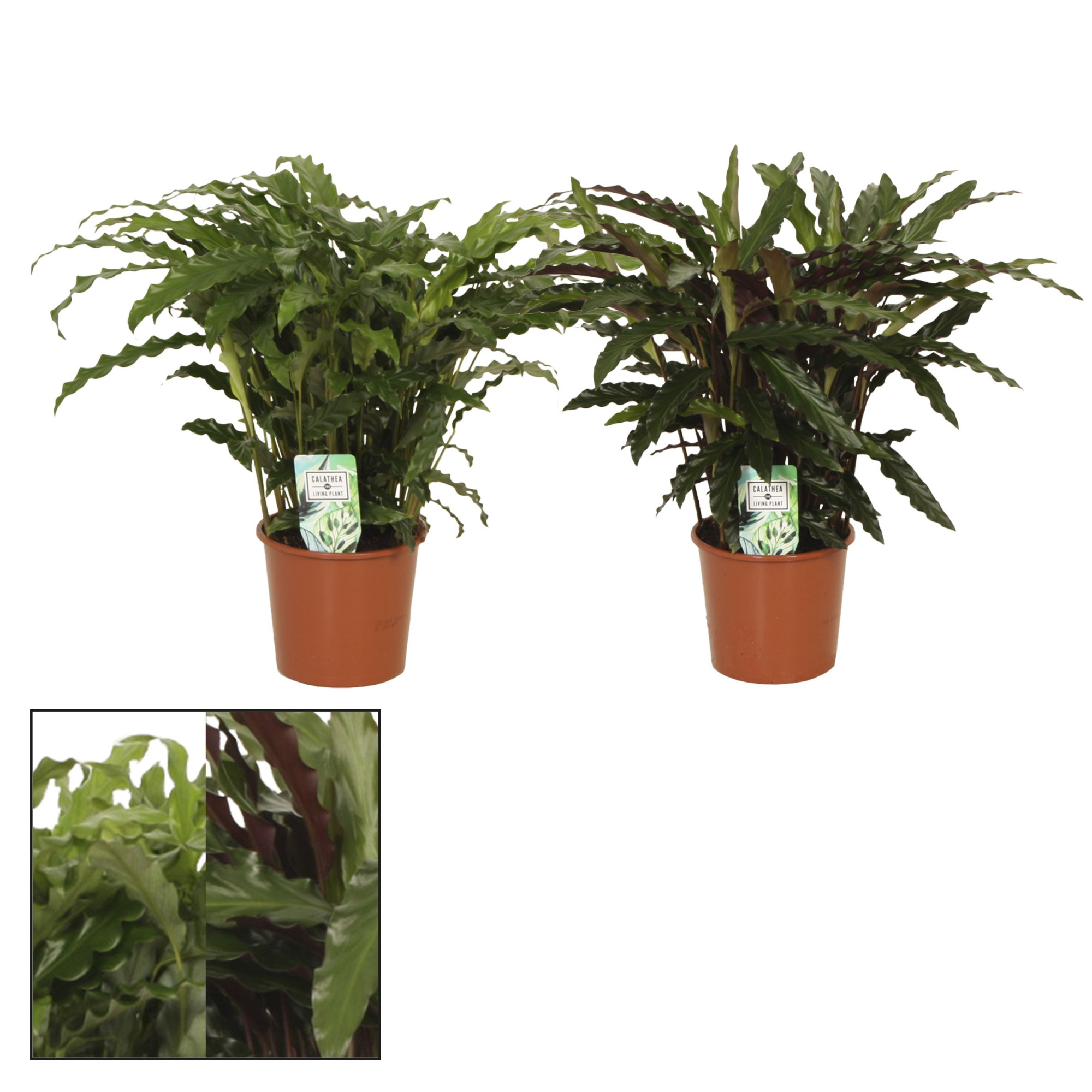 Calathea 17cm Grassmix - Rhythm of Nature zonder hoes, D 17