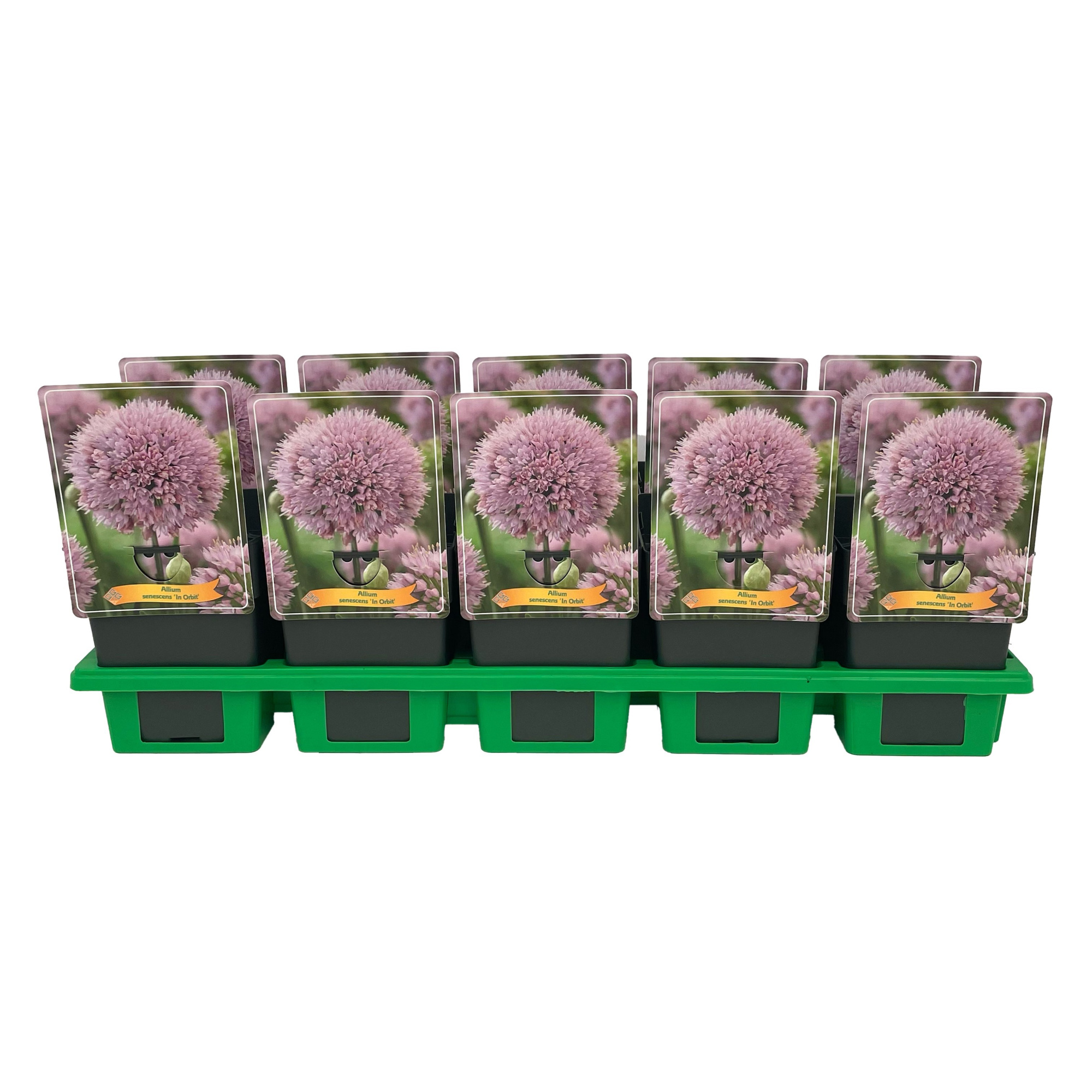 Allium senescens 'In Orbit' P11, D 11 cm
