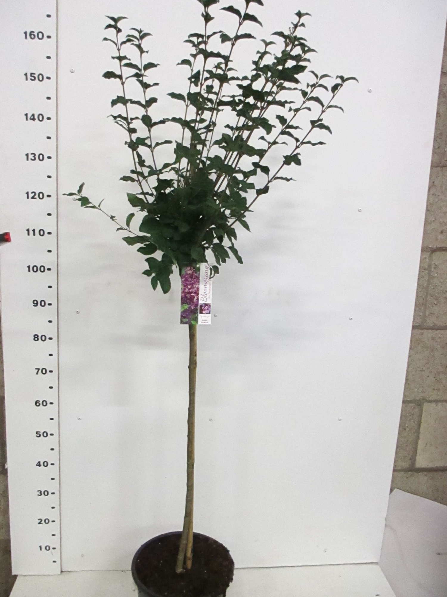 Syringa b. Dark Purple 100st. P28, D 28