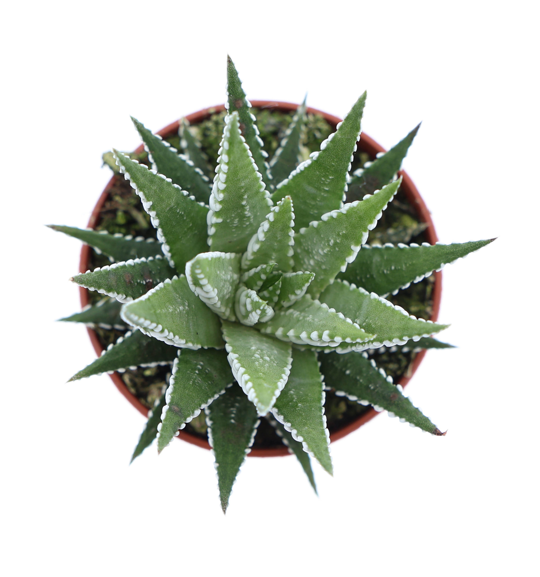 Haworthia fasciata big band, D 5,5 cm