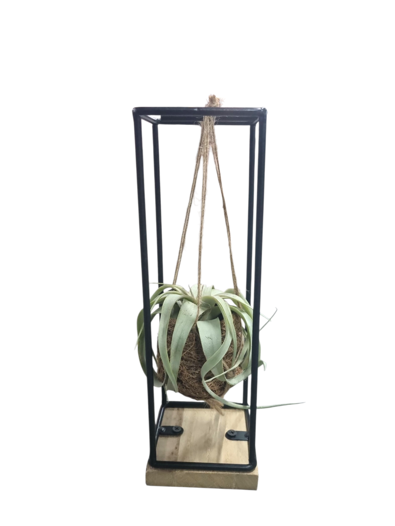 Tillandsia xerographica Kokodama hanger medium, D 9 cm