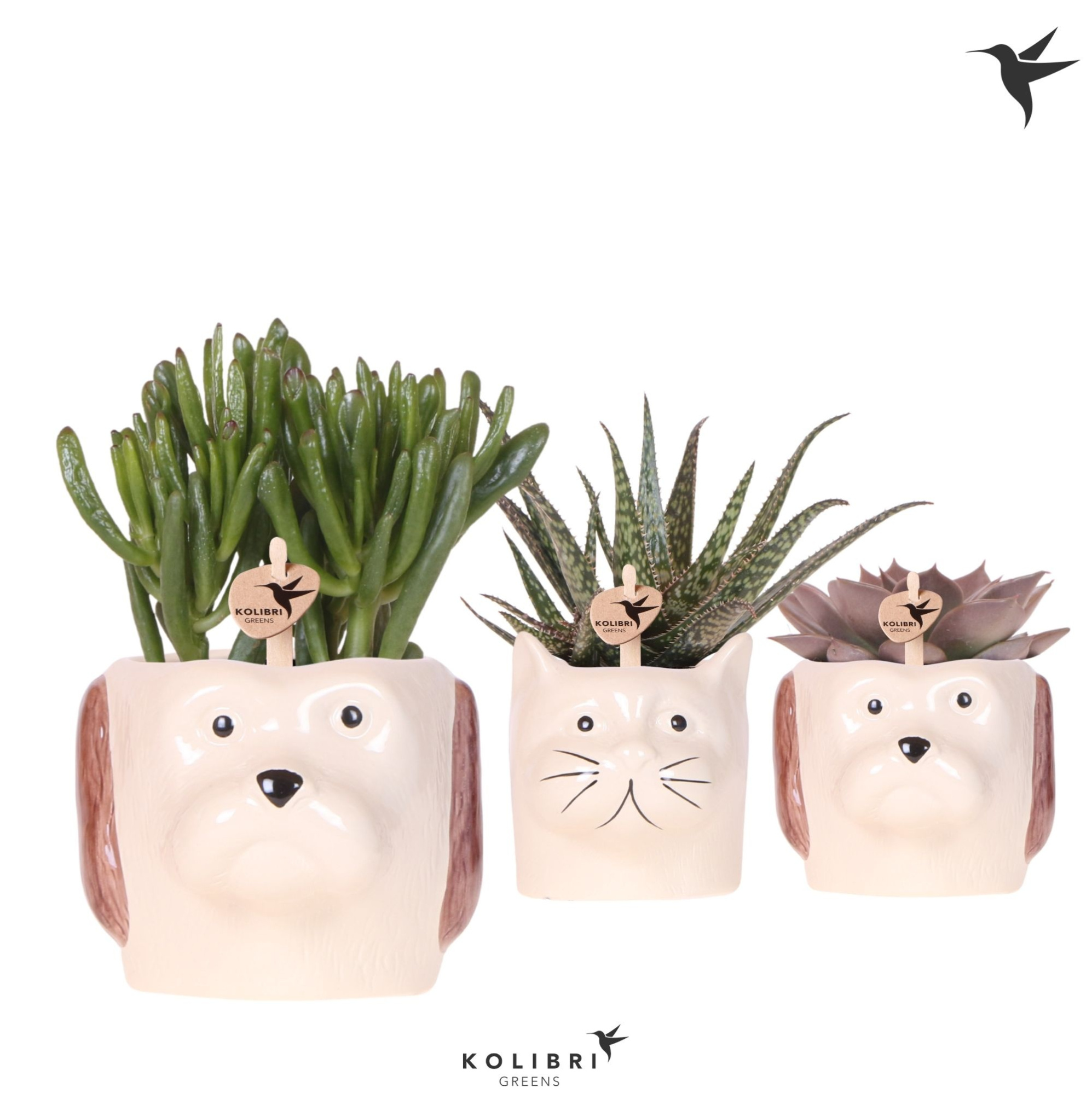 Kolibri Greens Succulenten mix in Cat & Dog pot mix, D 9