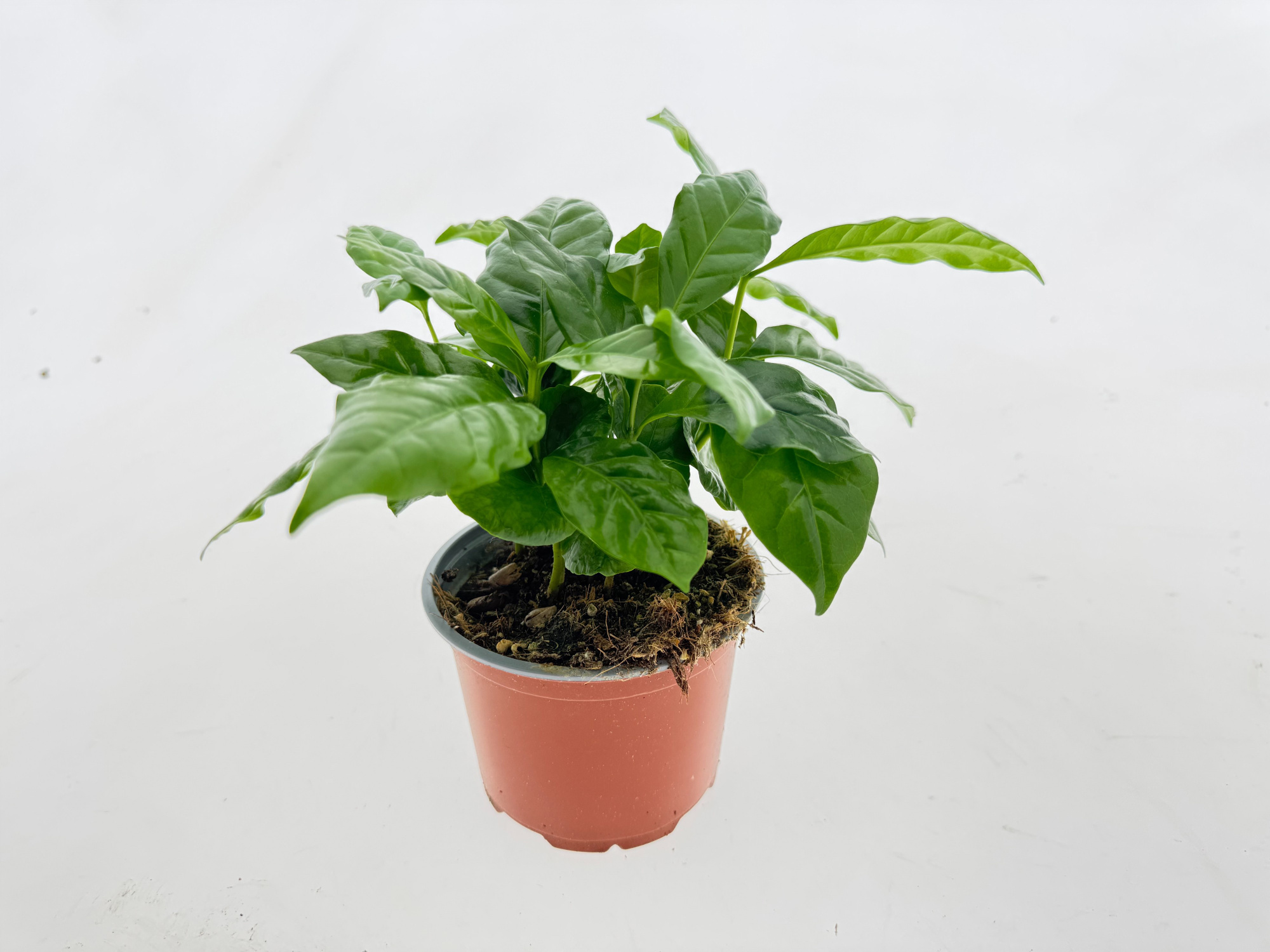 Coffea Arabica, D 12 cm