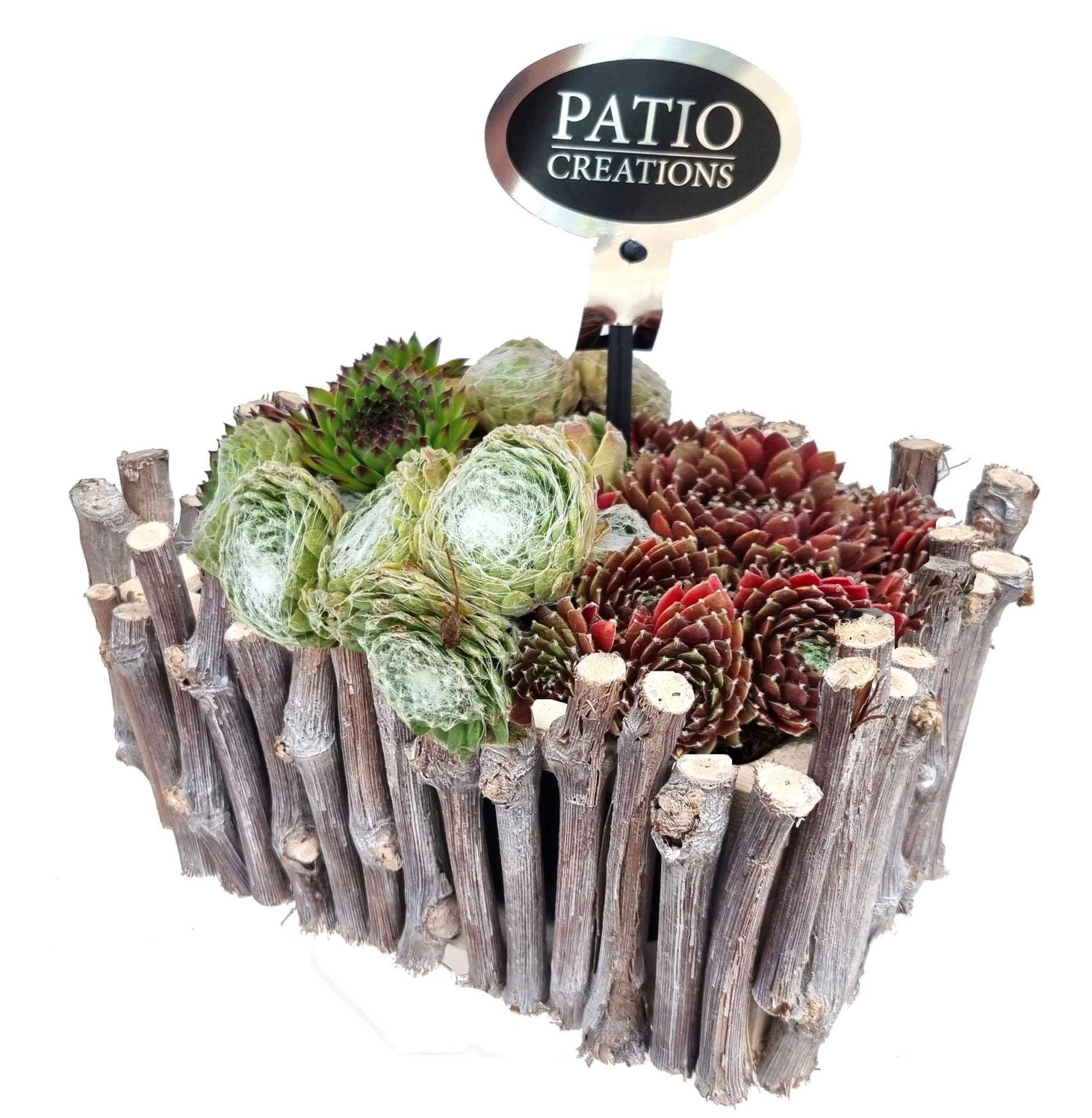 SE783-9001 Sempervivum druivenhout S, D 22 cm