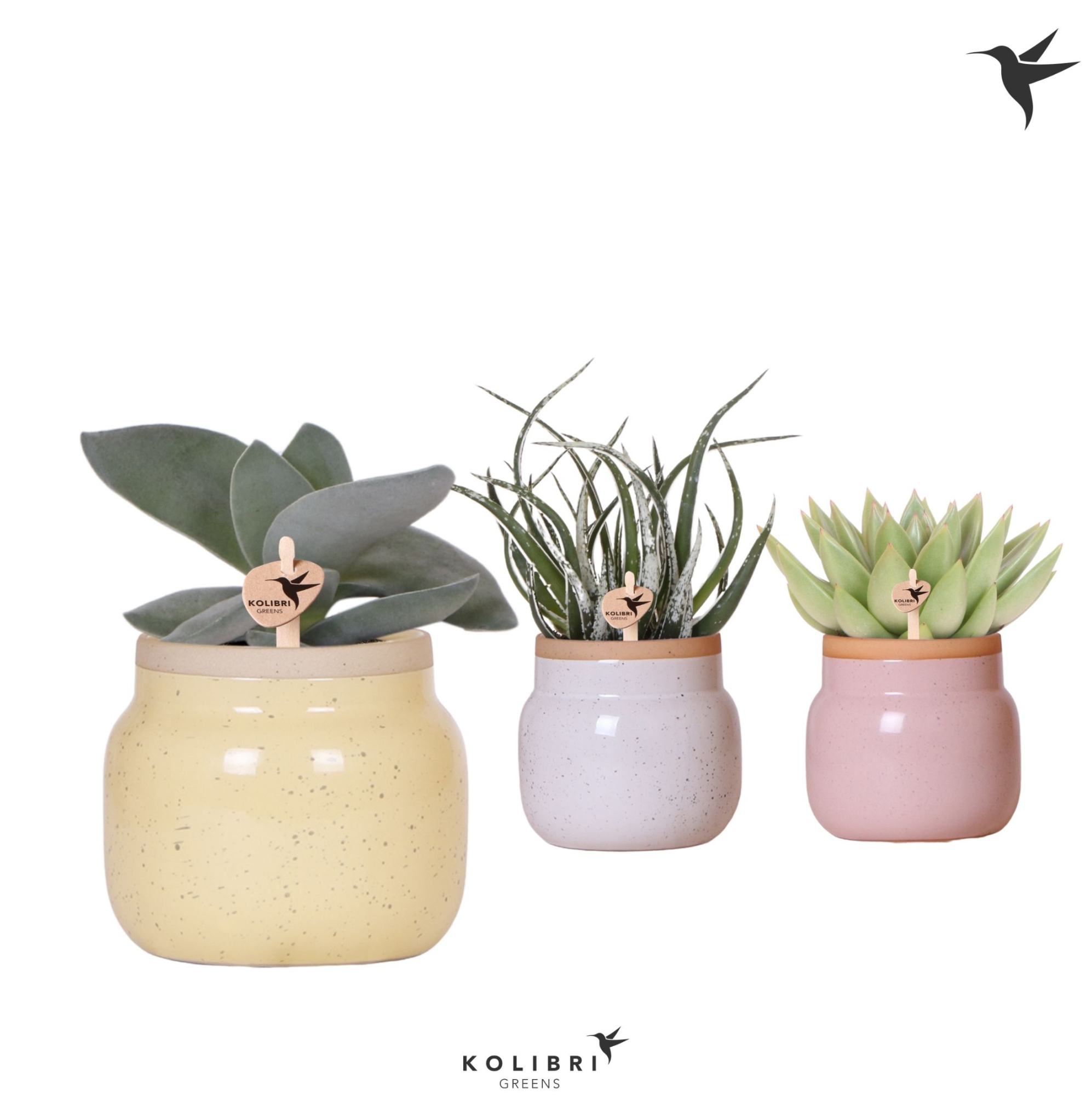 Kolibri Greens Succulenten mix in Vintage Bowl pot mix, D 9 cm