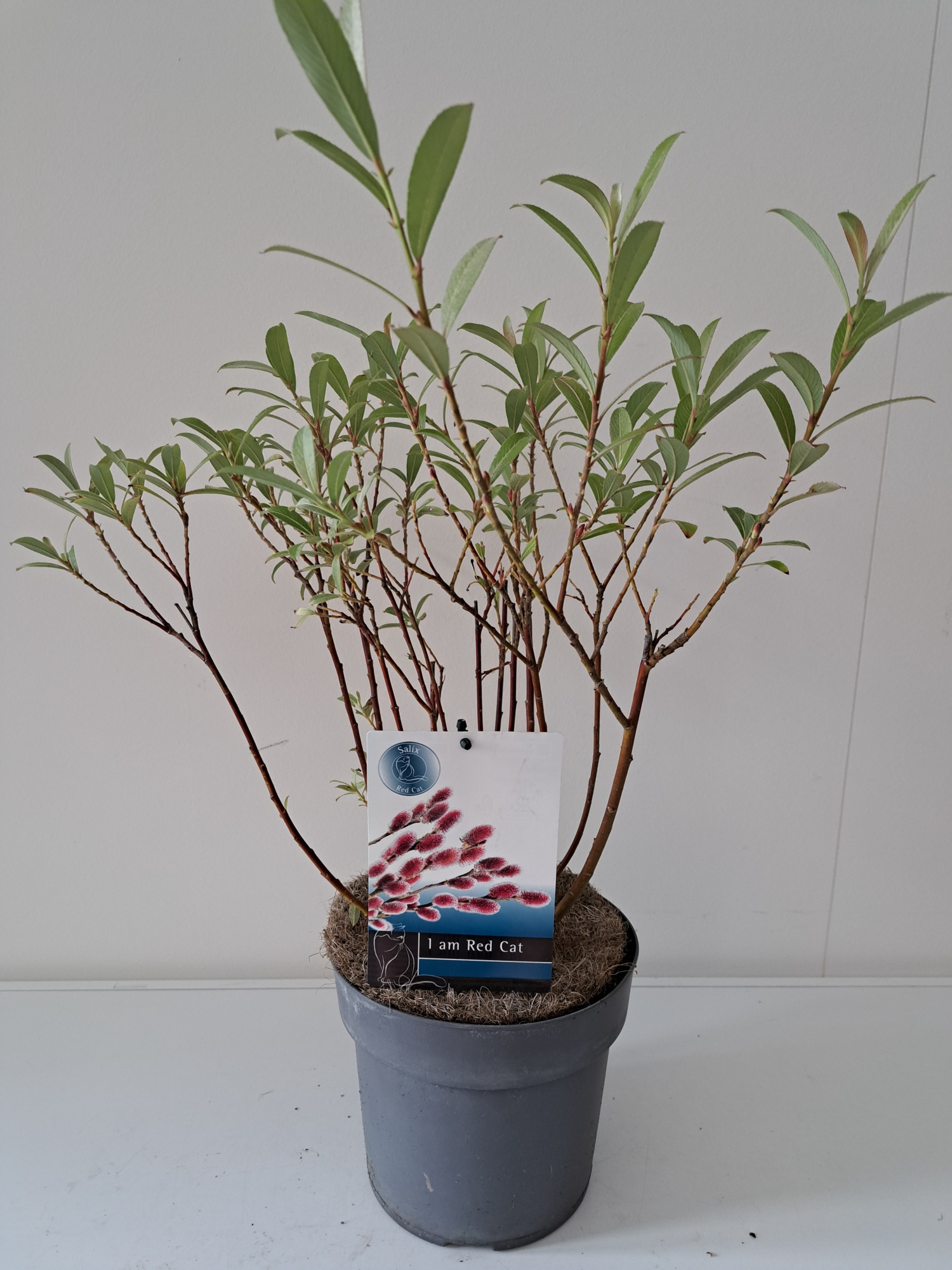 Salix Mount Aso bush p19, D 19 cm