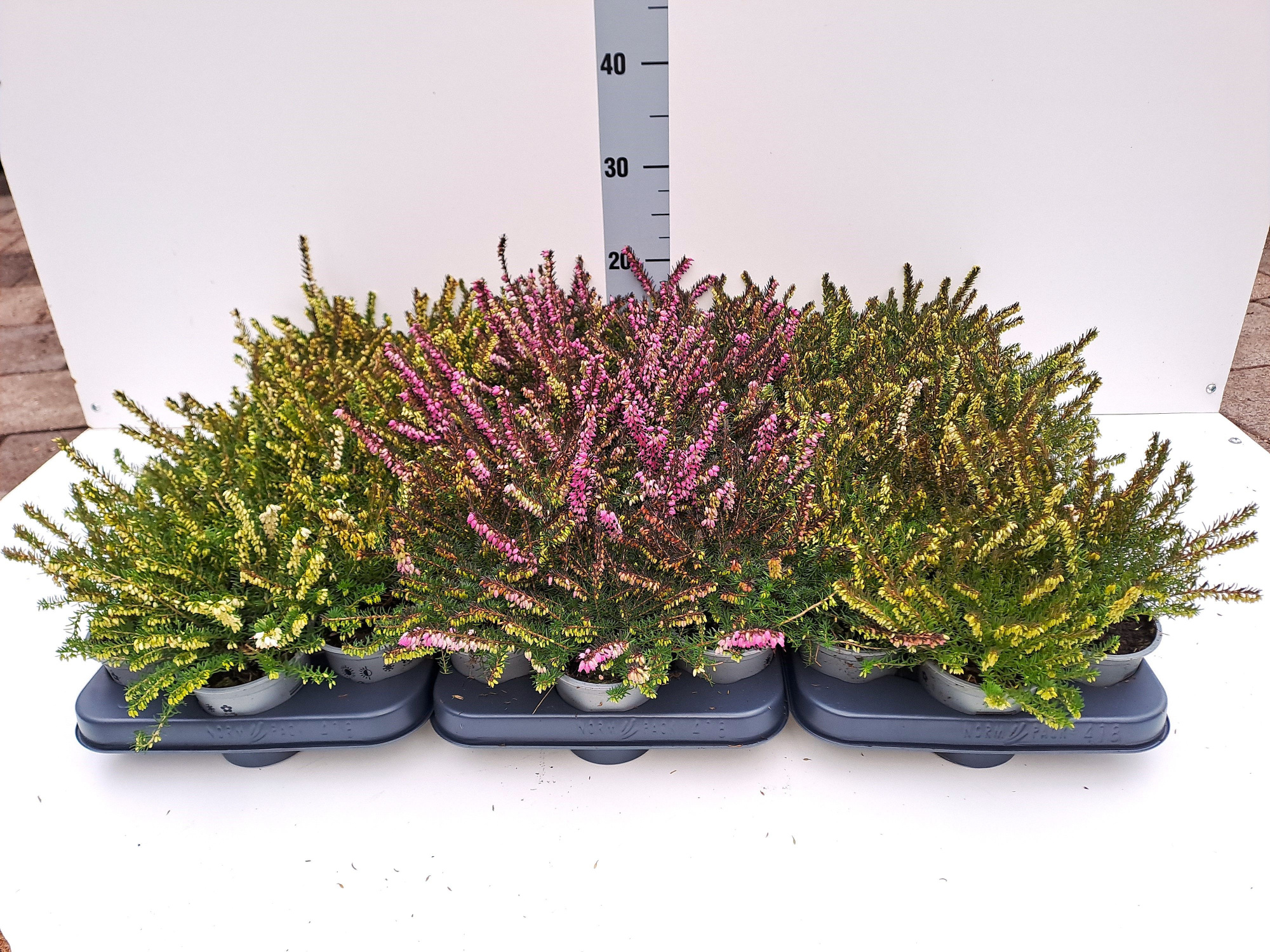 Erica darleyensis mixlaag pot 9, D 9