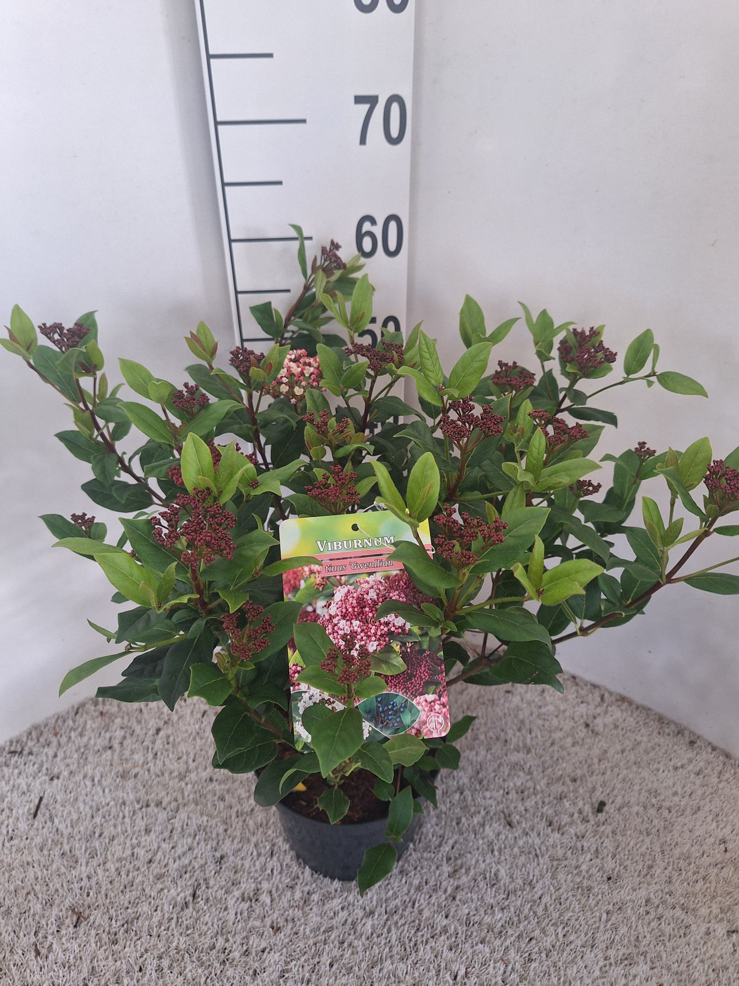 Viburnum tinus 'Gwenllian', D 21