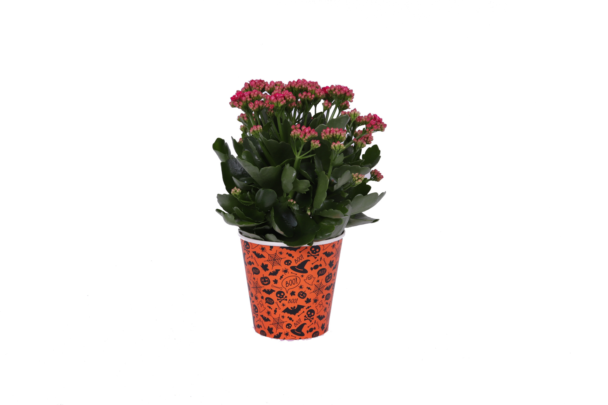 KP-907.1 - Kalanchoe Rosalina 12cm in smartcup Halloween, D 12 cm