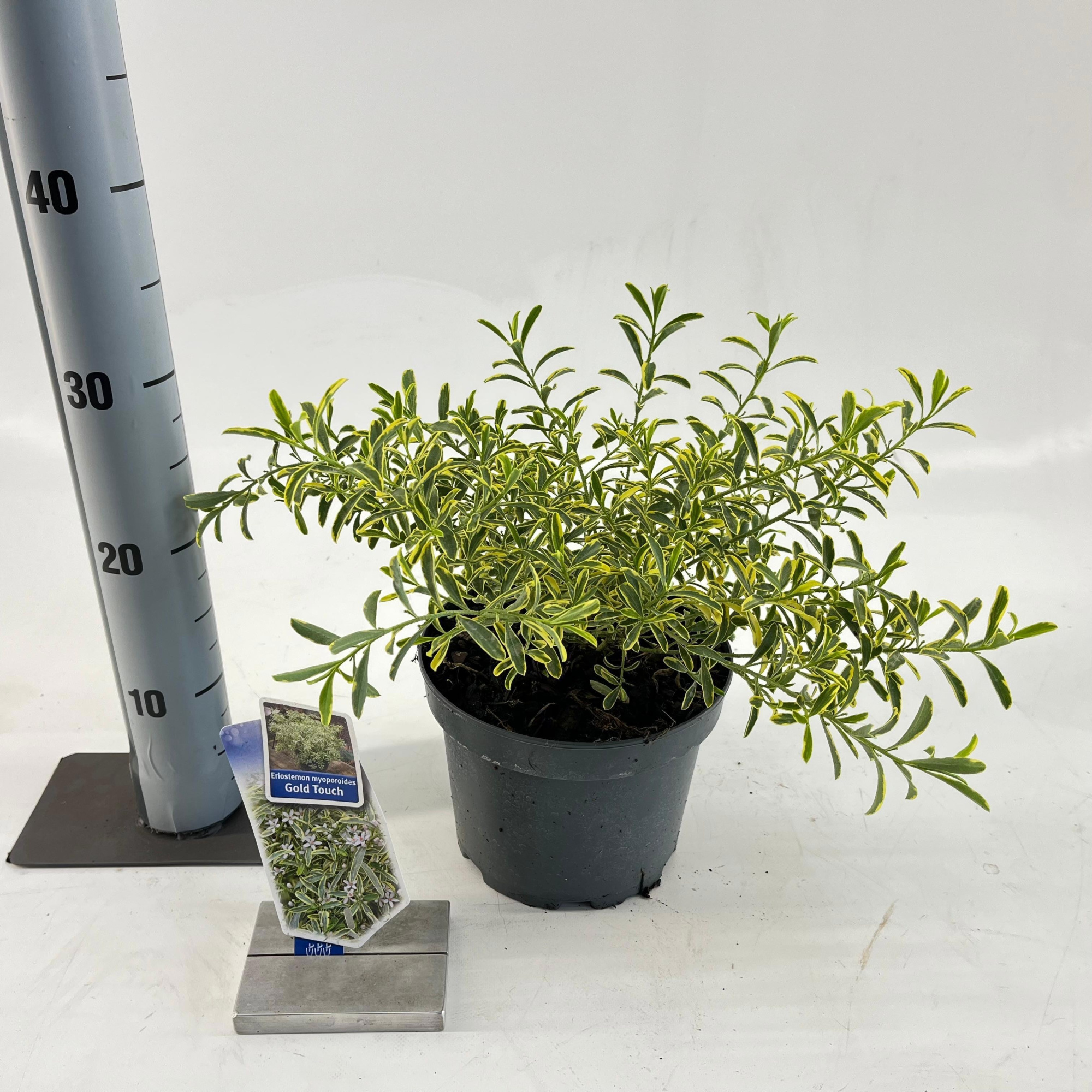 Eriostemon myop. Gold Touch® ('Panroue'PBR), D 19 cm