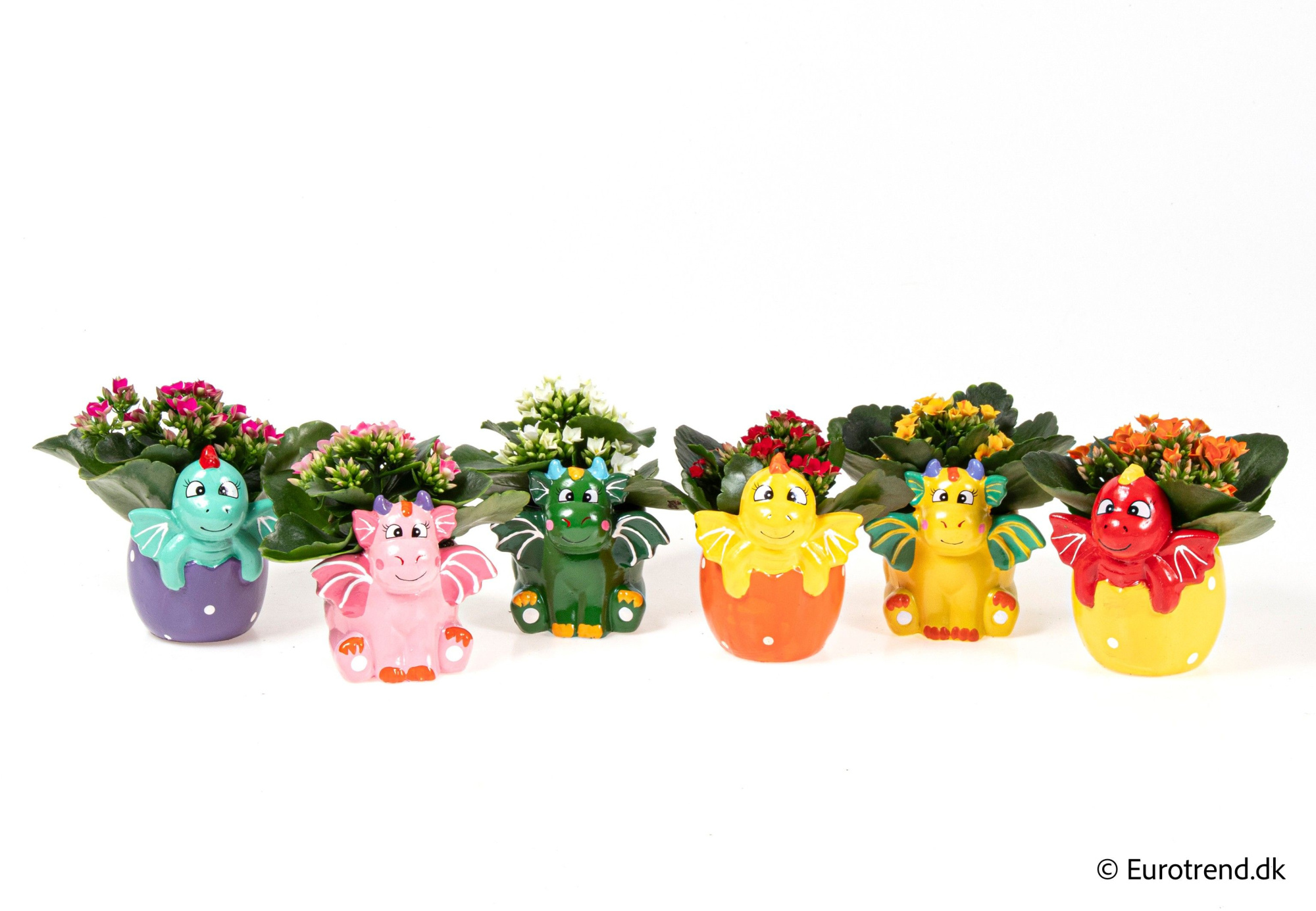 Kalanchoe in ceramic - Spring, Summer & Autumn 2025, D 6 cm