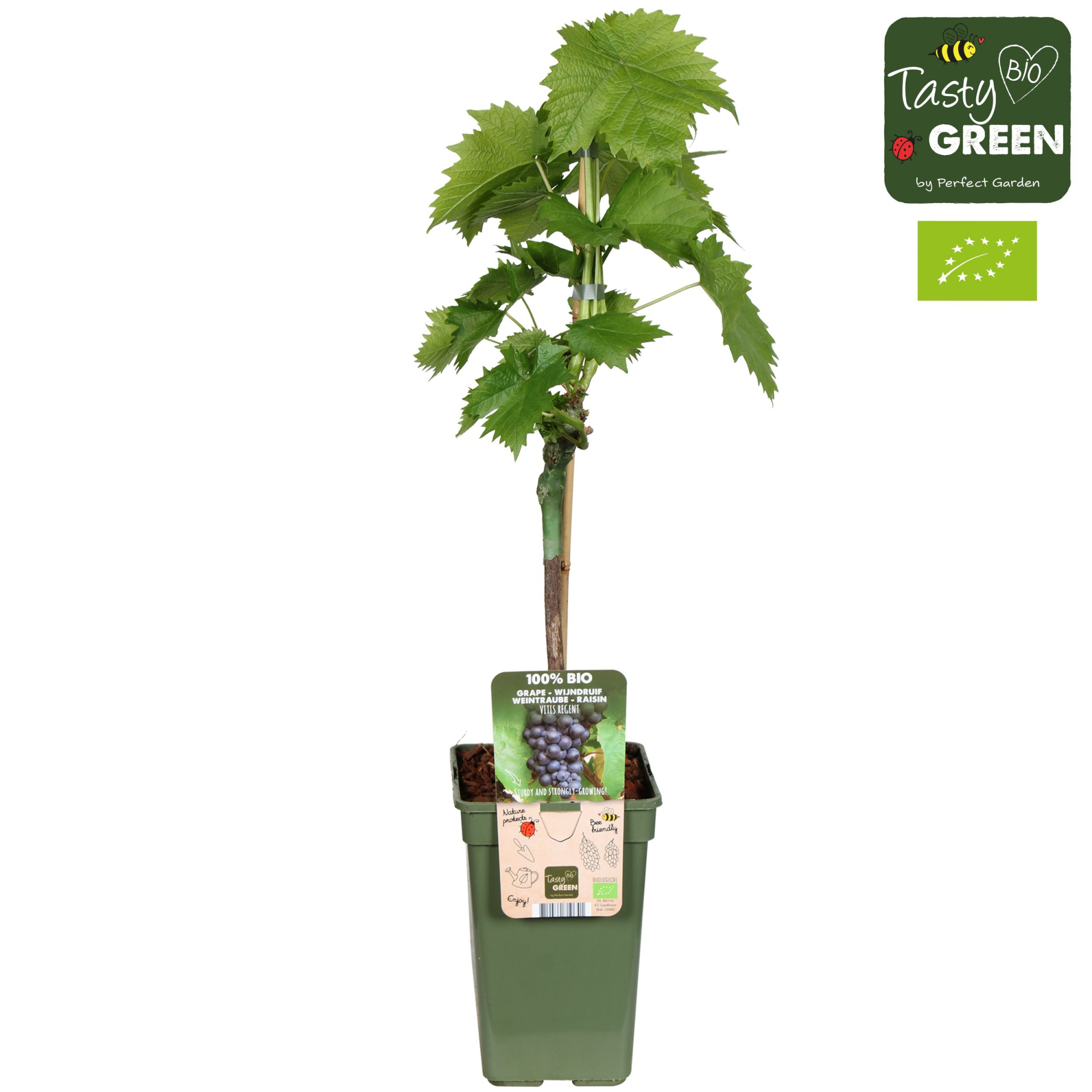 Vitis Regent (geënt) Bio P19, D 19 cm