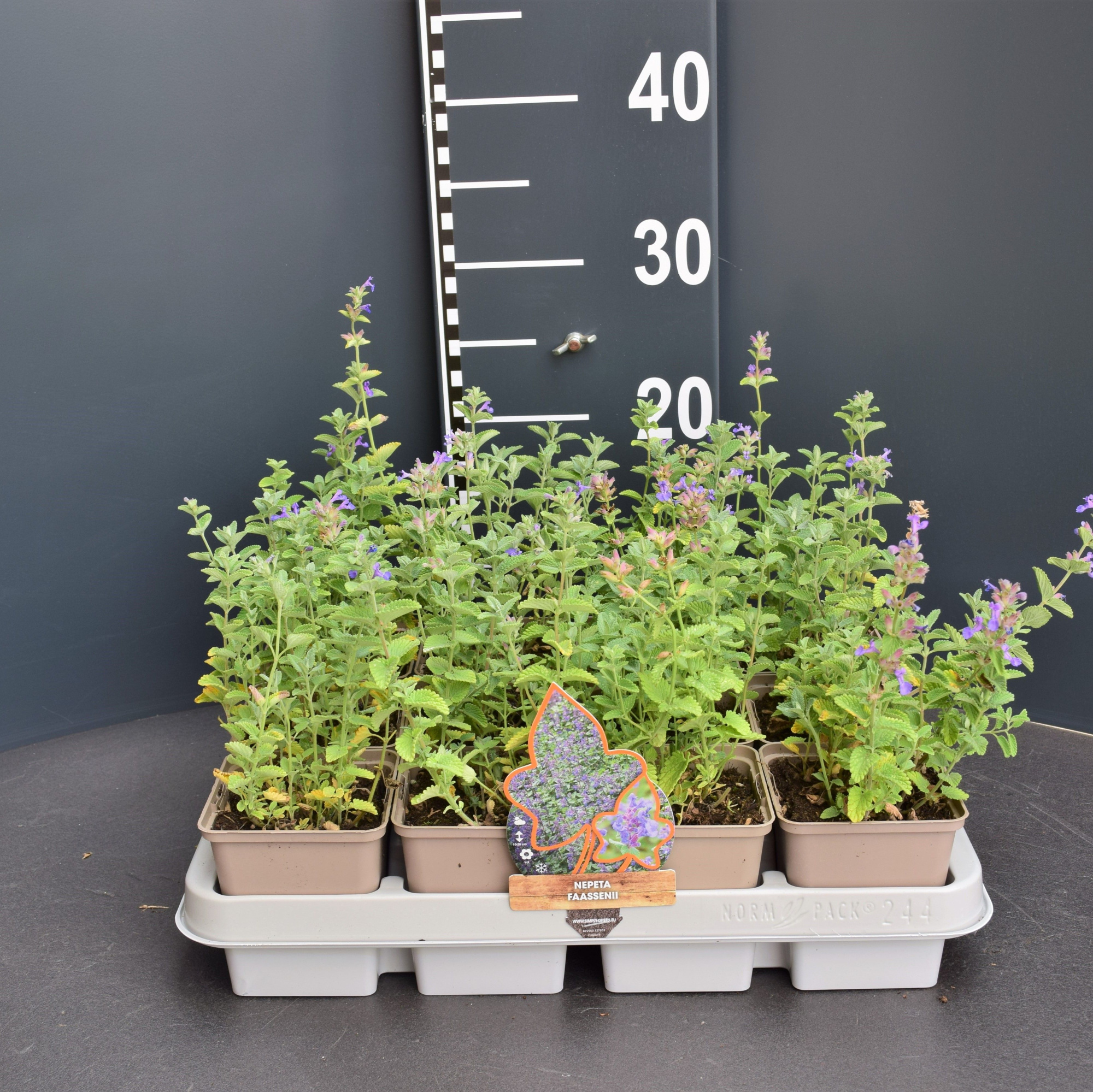 Nepeta faassenii, D 9 cm