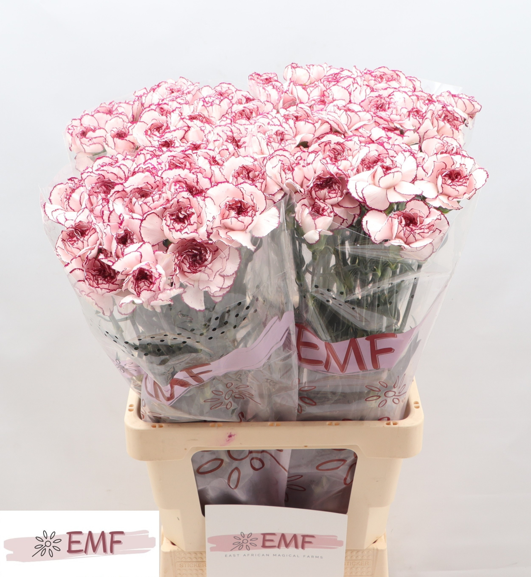 Диантус од. Дамаскус, шт.