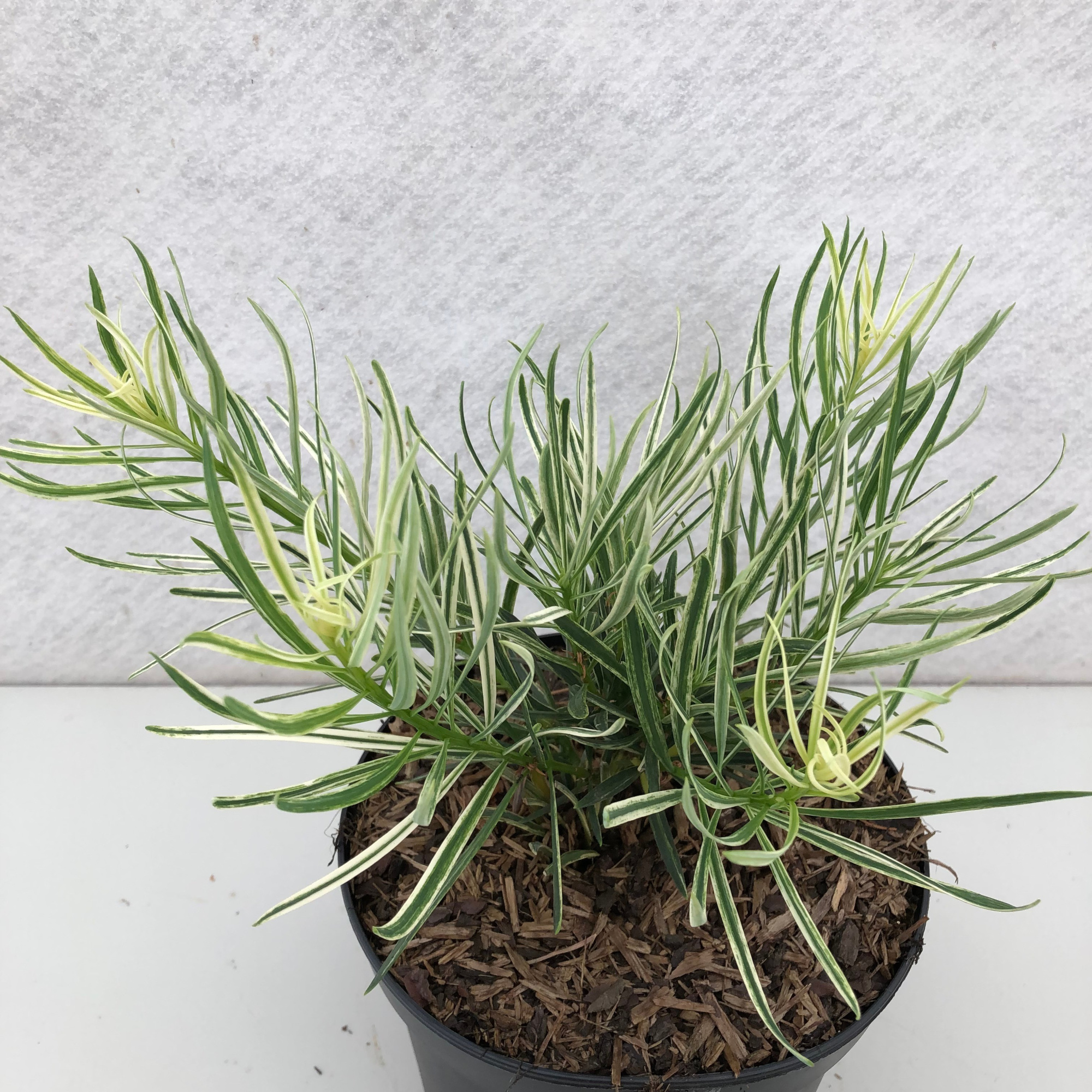 Podocarpus macrophyllus 'Variegata', D 19 cm