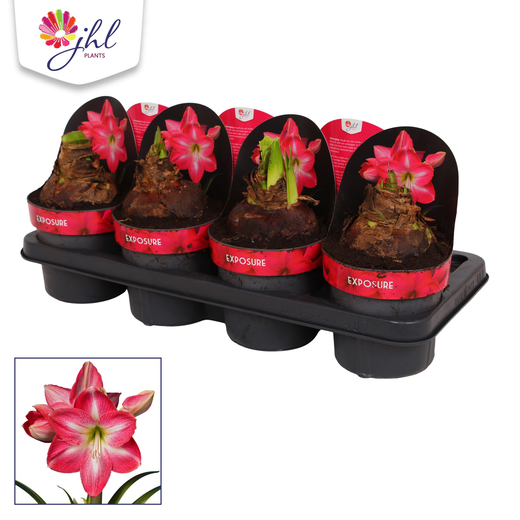 Amaryllis Exposure, D 14 cm