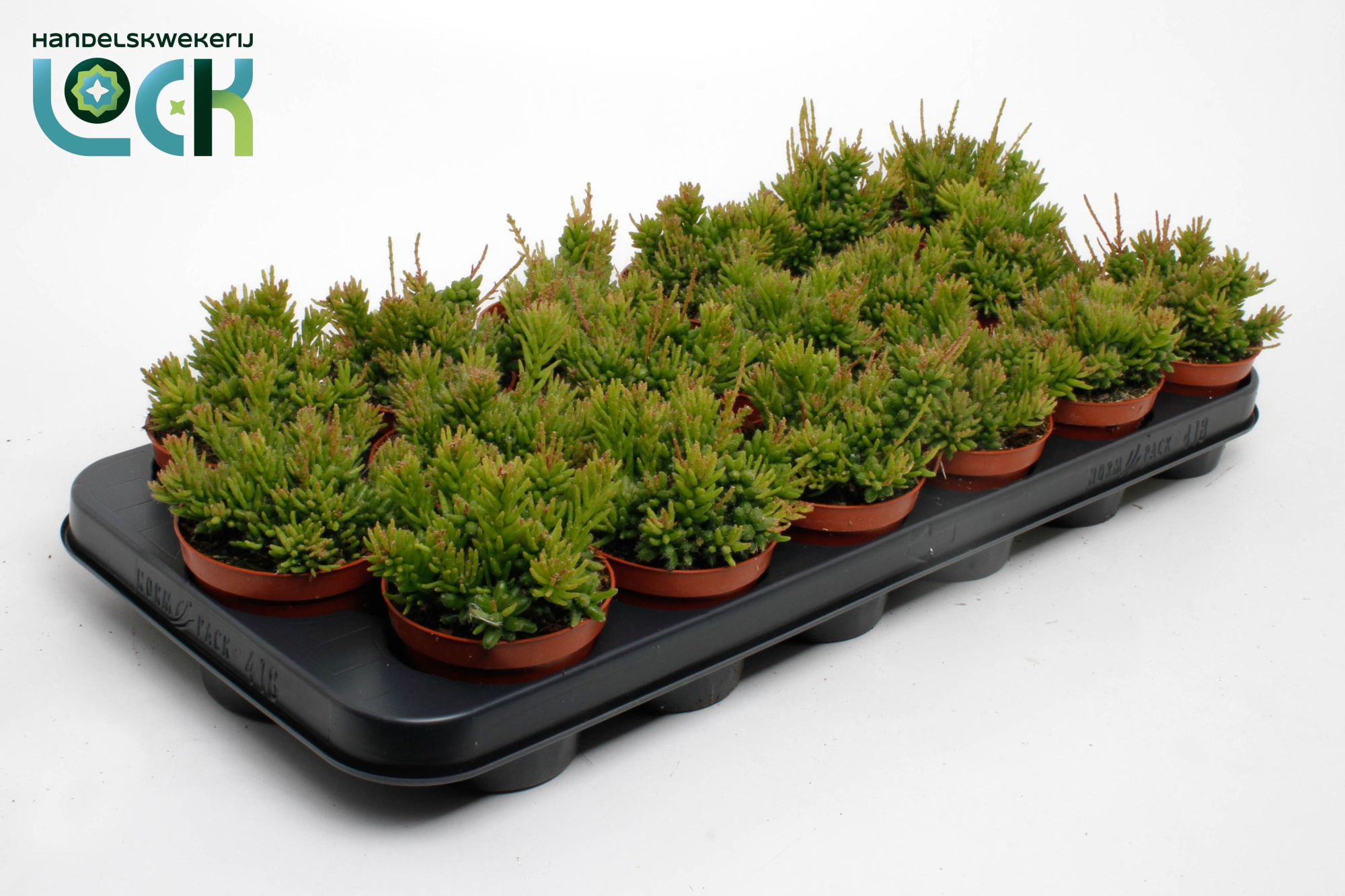 Rhipsalis Mesembryanthemoides, D 8,5