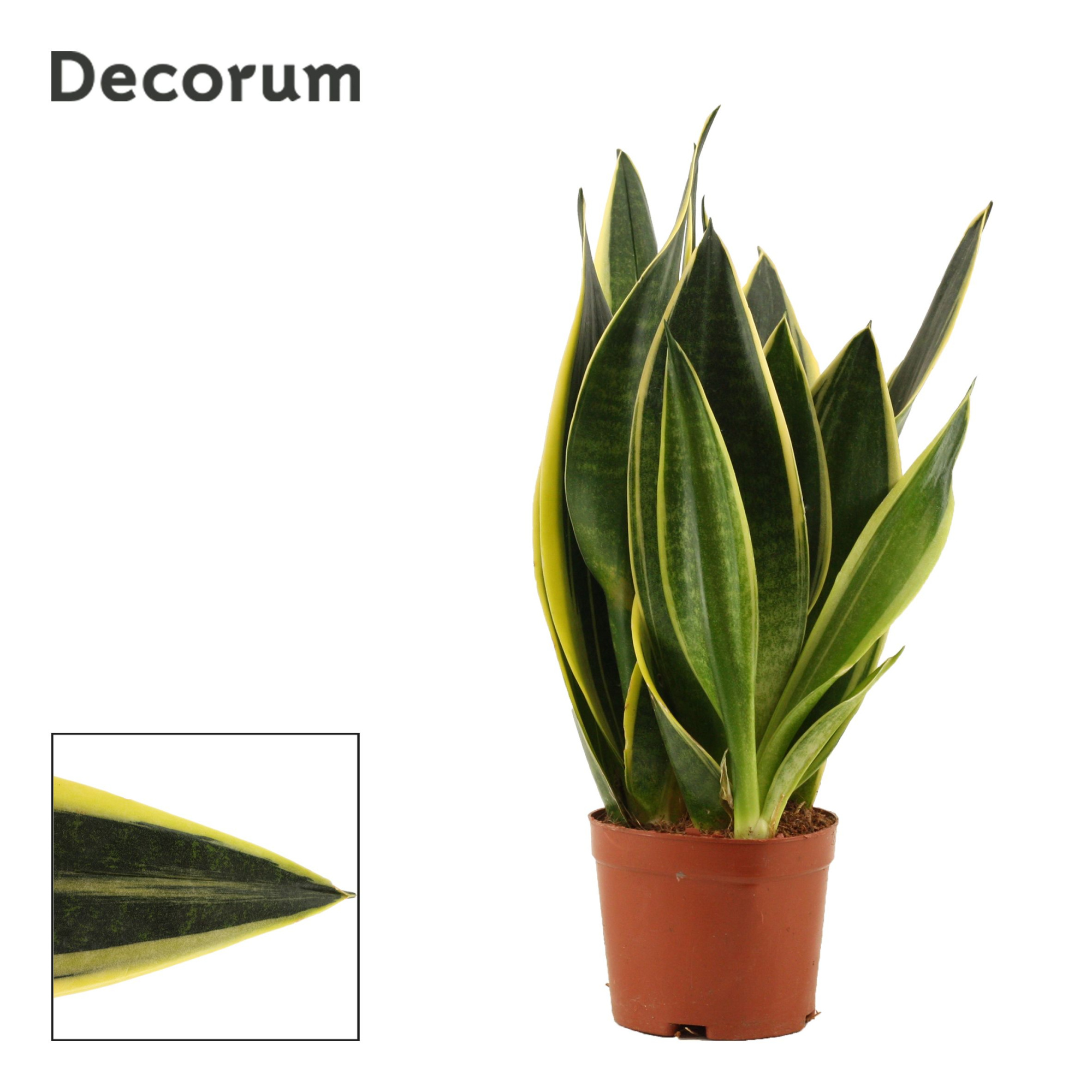 Sansevieria Canary 9 cm (Decorum), D 9