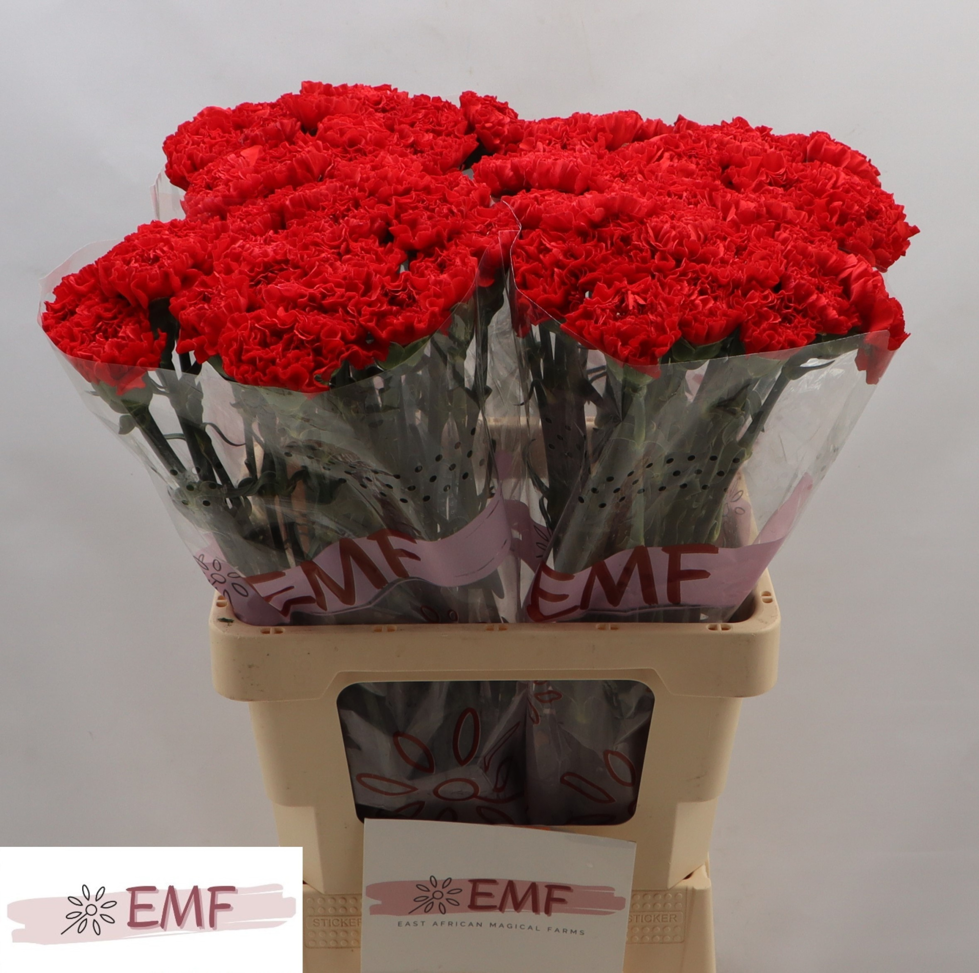 Диантус од. Кортес, шт.