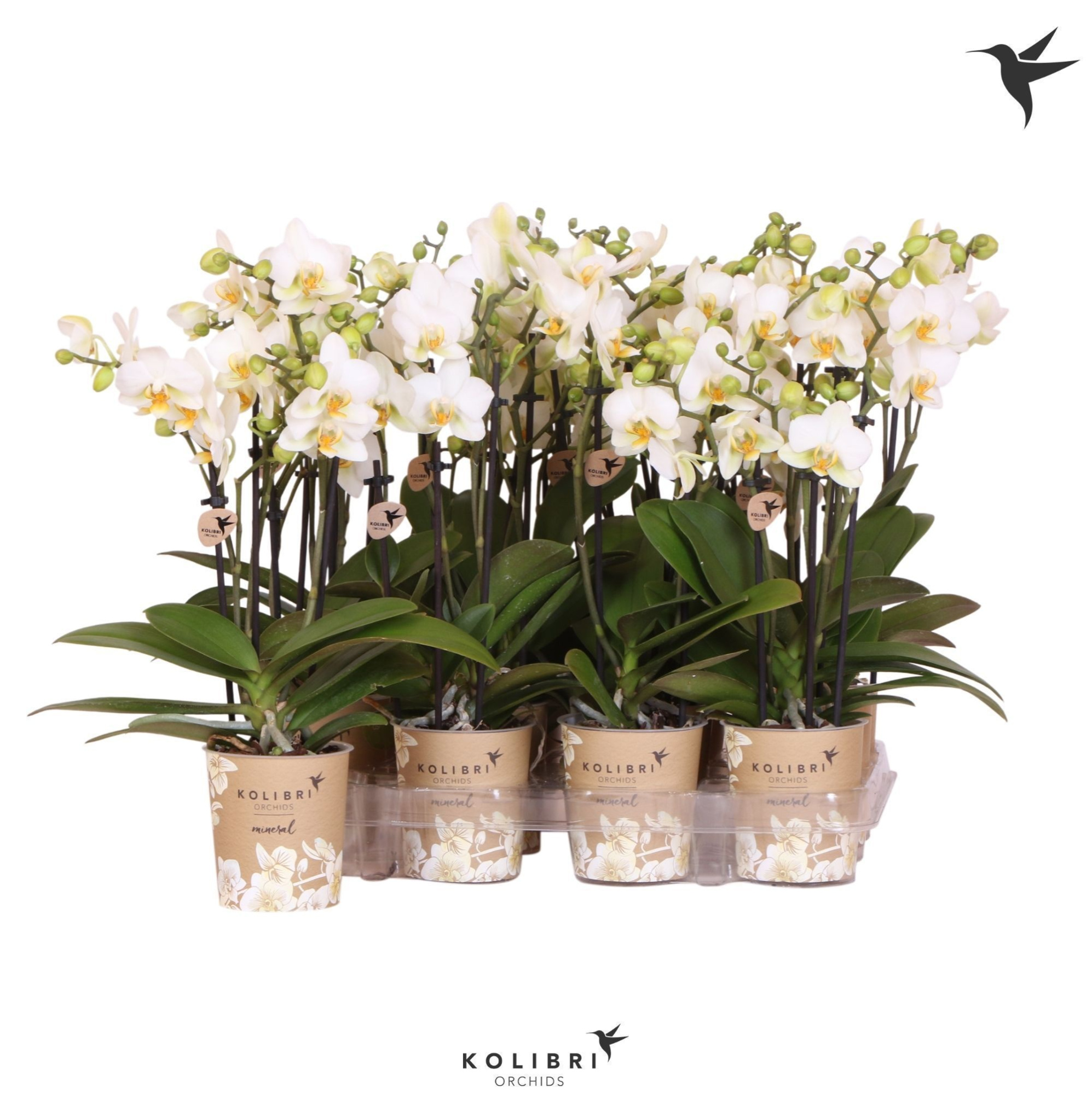 Kolibri Orchids Phalaenopsis White 3 spike, D 9