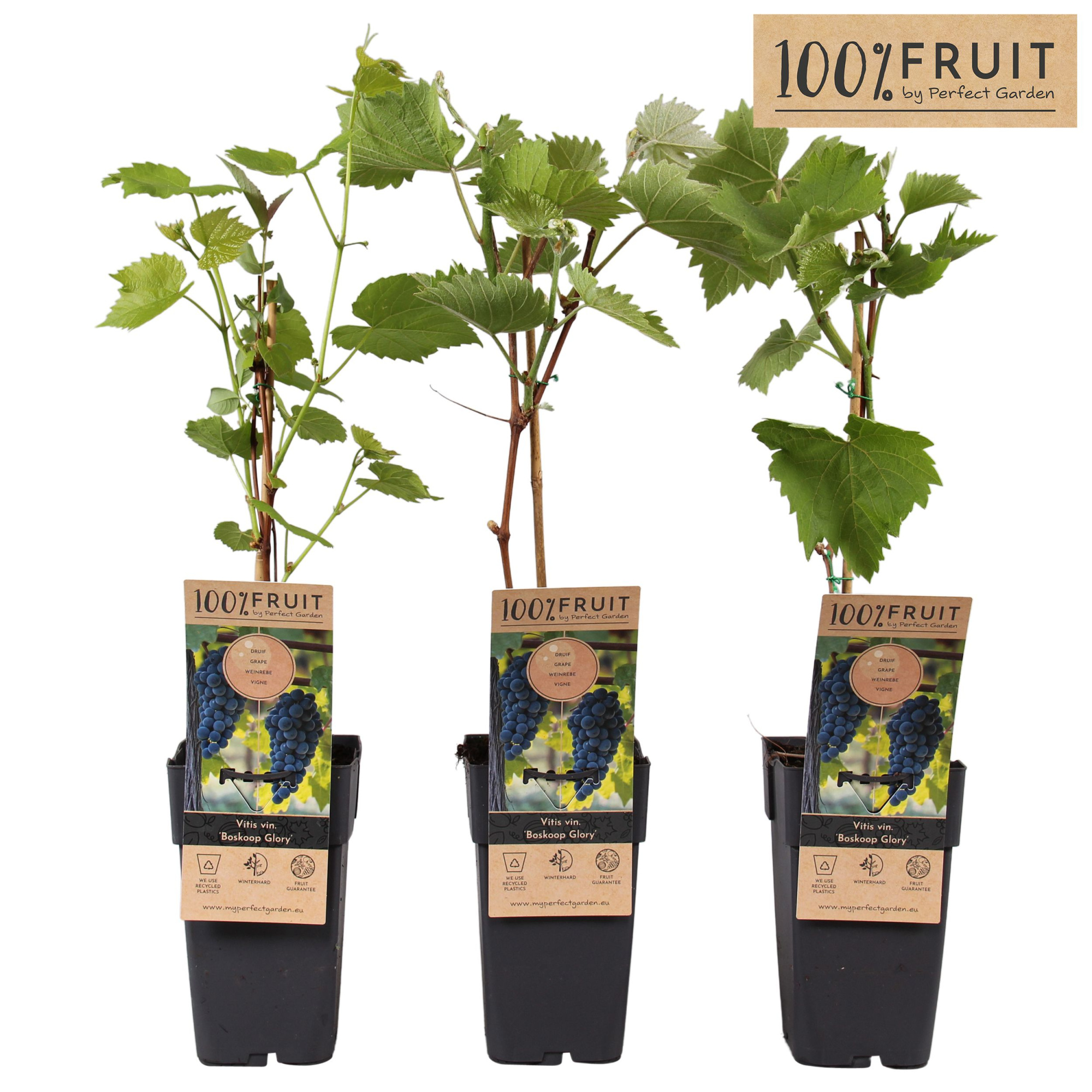 Vitis Boskoop Glory P15, D 15 cm