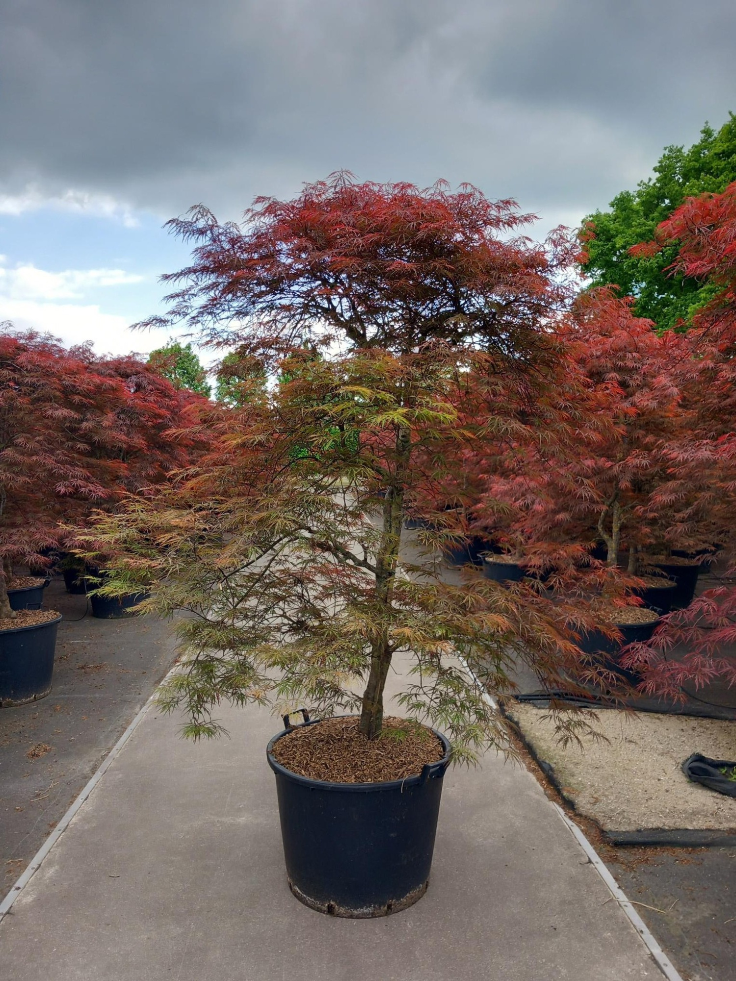 Acer palmatum Garnet, D 130 cm