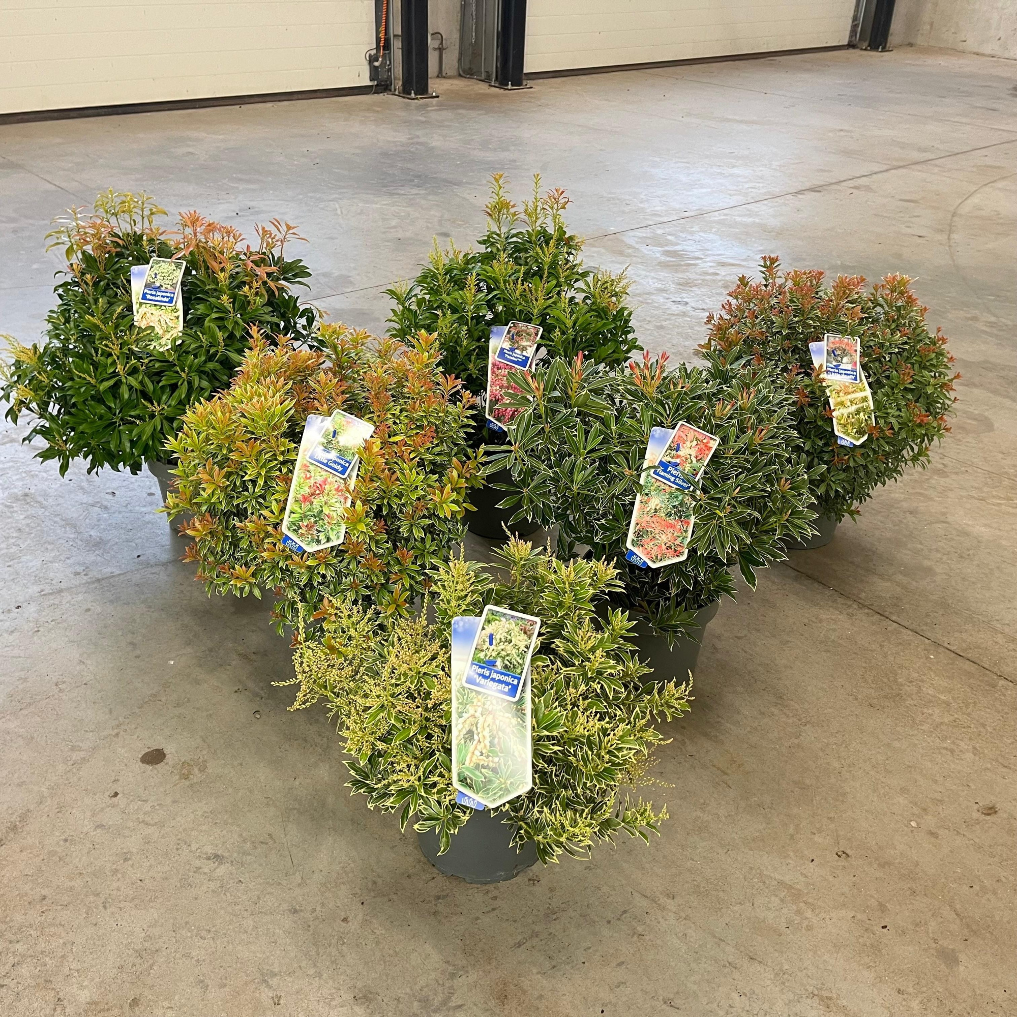 Pieris jap. mix (minimum order one layer), D 23