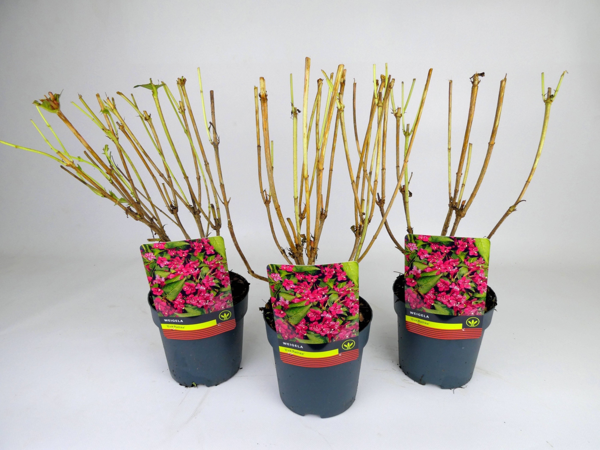 Weigela 'Eva Rathke', D 14