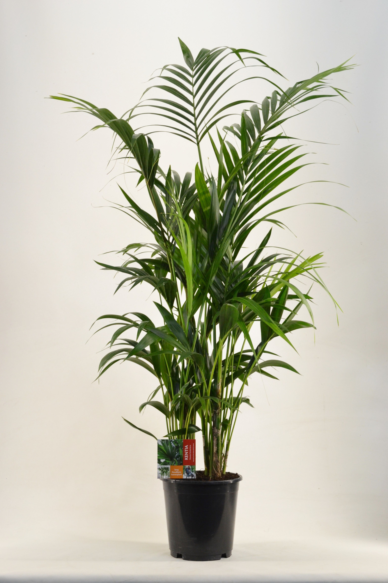 KENTIA - P24 H160 - 8PP (Howea forsteriana), D 24