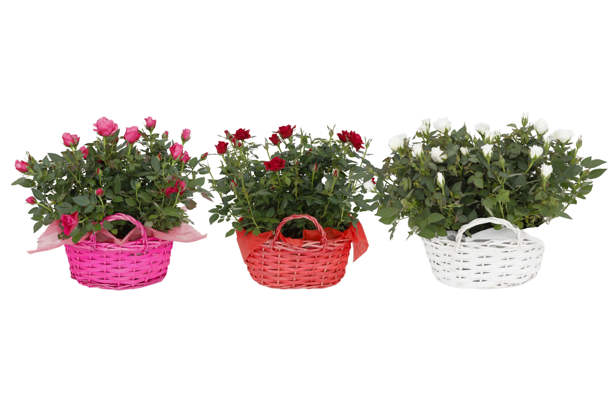 Roos 12 cm - Elize Mand rood/wit/roze, D 12