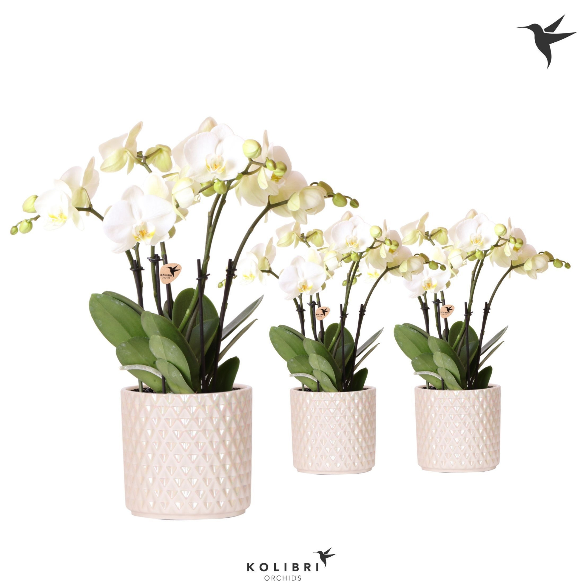 Phalaenopsis Ghent 4spike in Diamond Pearl travertine, D 12