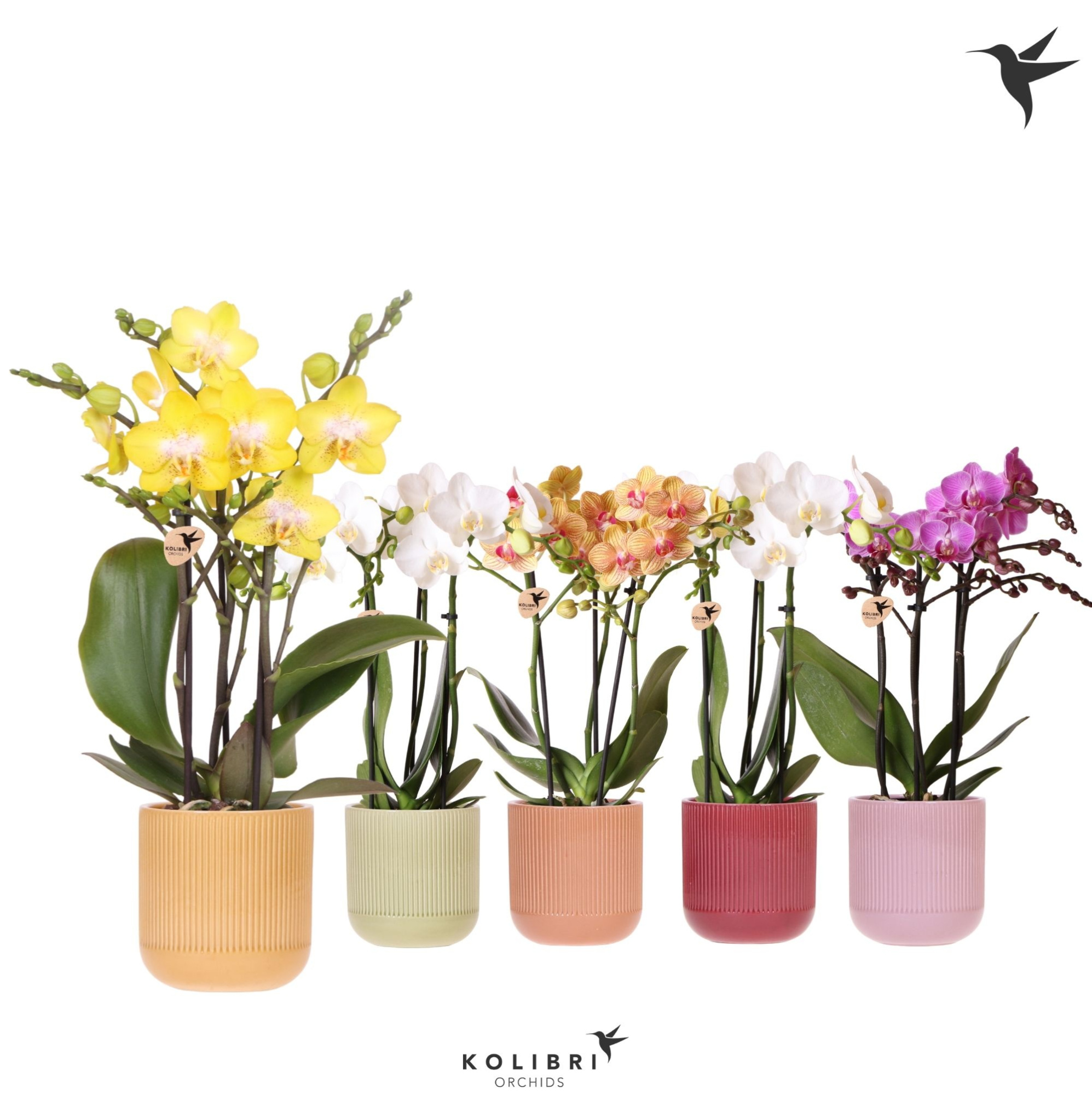 Kolibri Orchids Phalaenopsis mix 3 spike in Flare pot mix, D 9