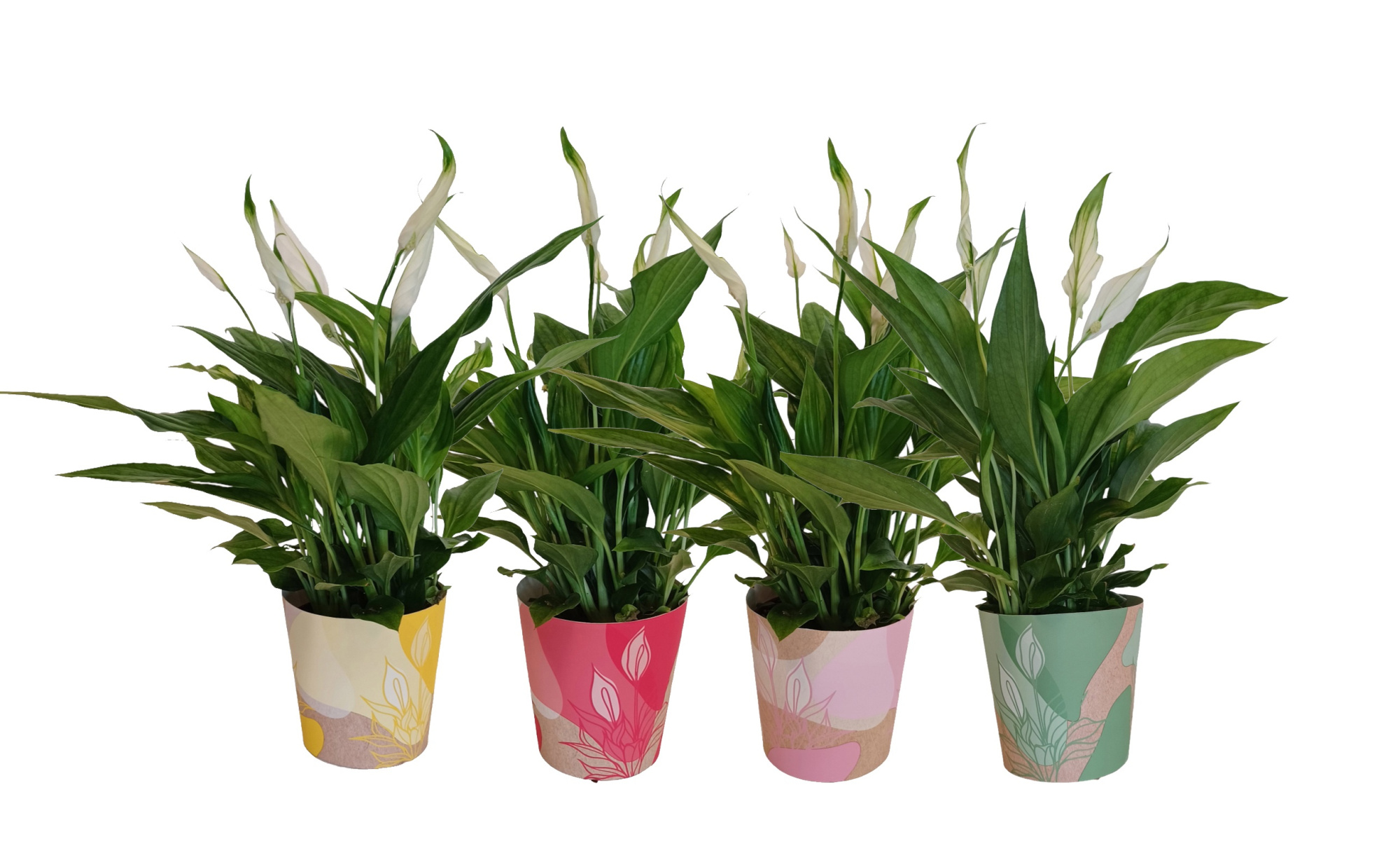 KP-850.1 - Spathiphyllum 9cm in waterdichte smartcup, D 9