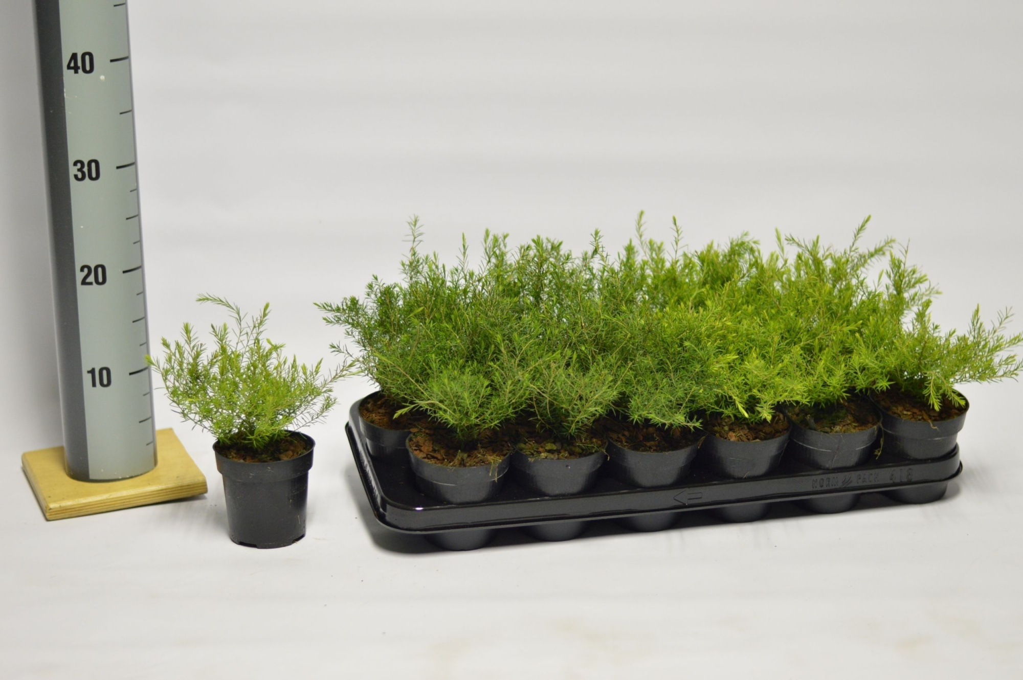 Diosma hir. Sunset Gold, D 9 cm