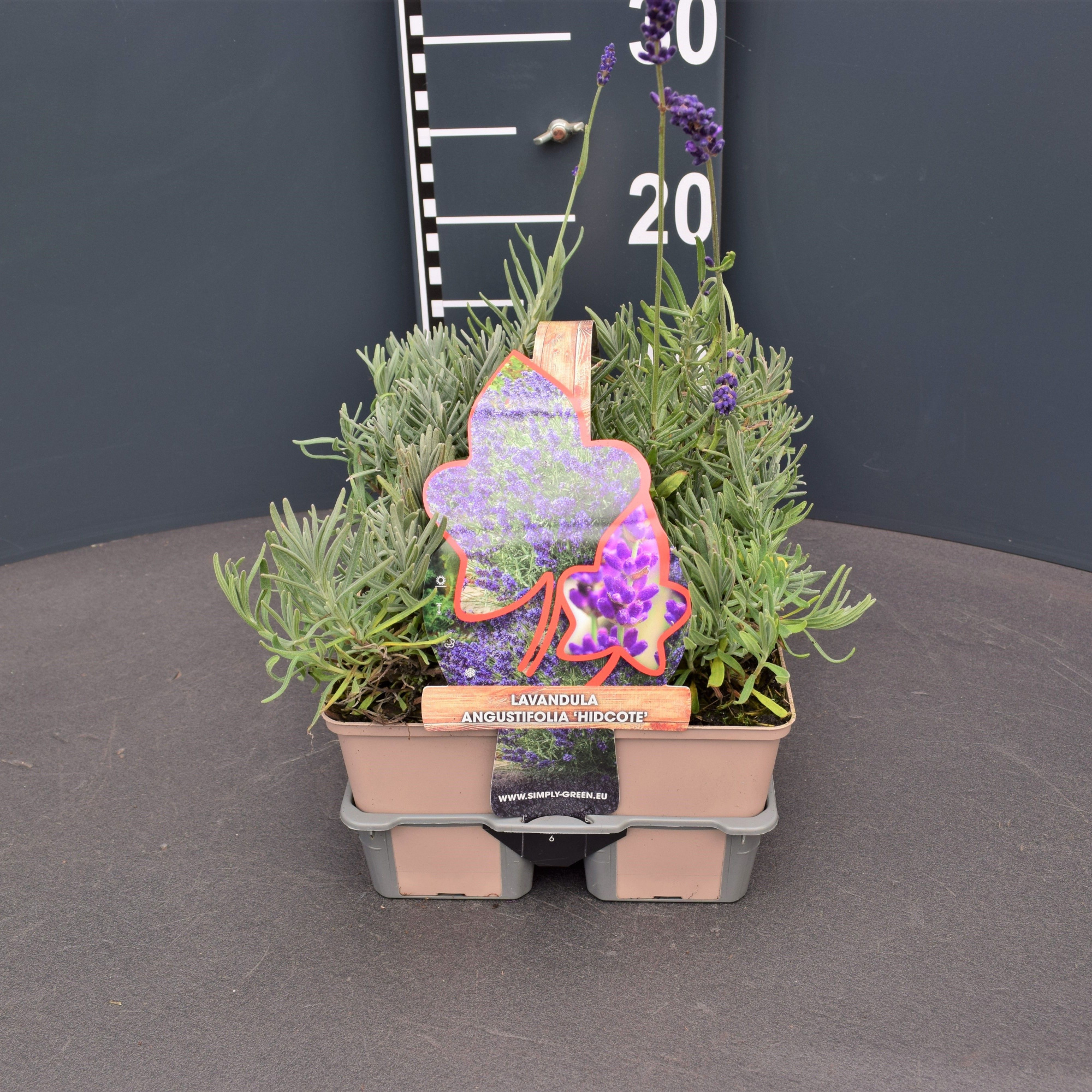 Lavandula angustifolia 'Hidcote' (6-Pack), D 9 cm