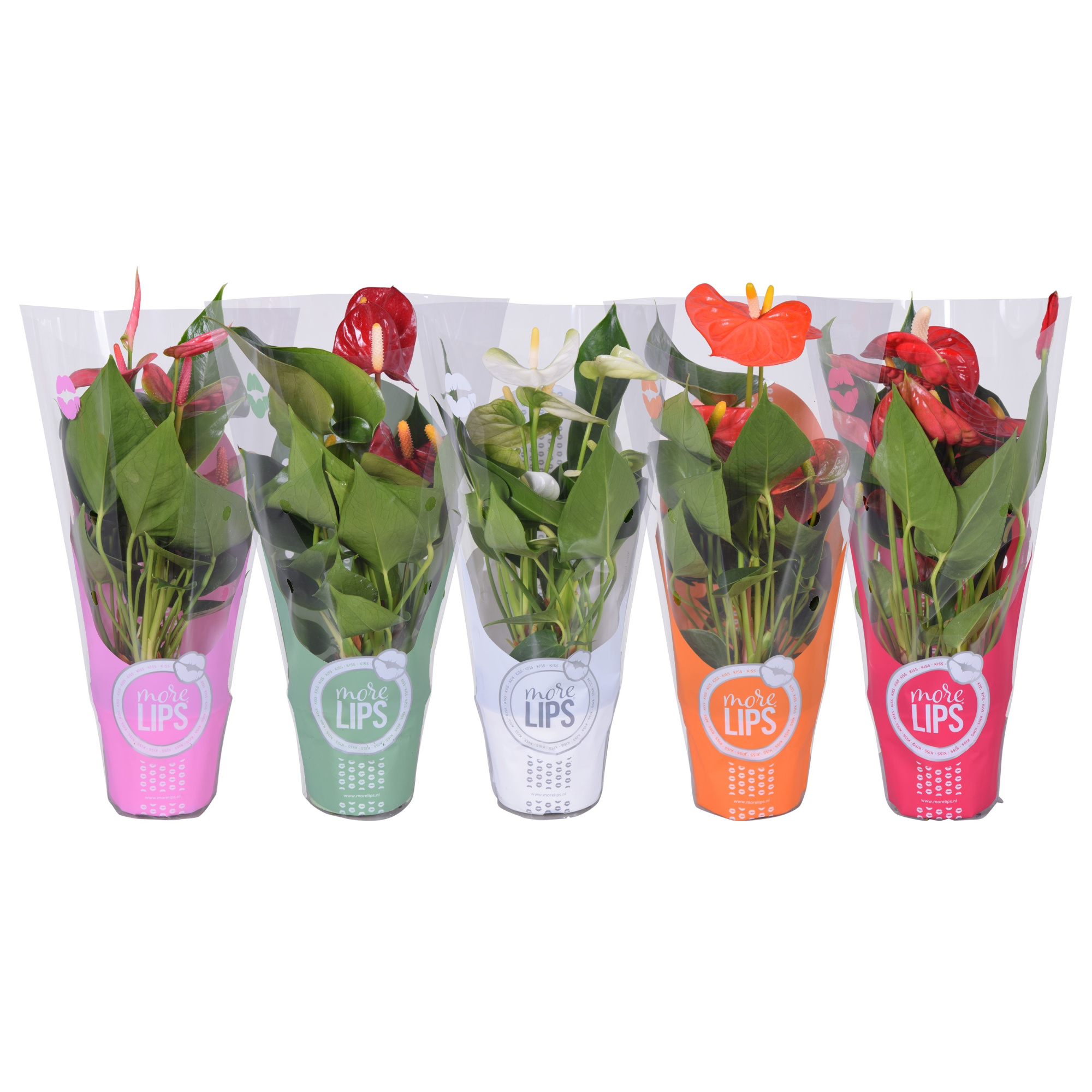 MoreLIPS® Anthurium mix in ShowHoes, D 9
