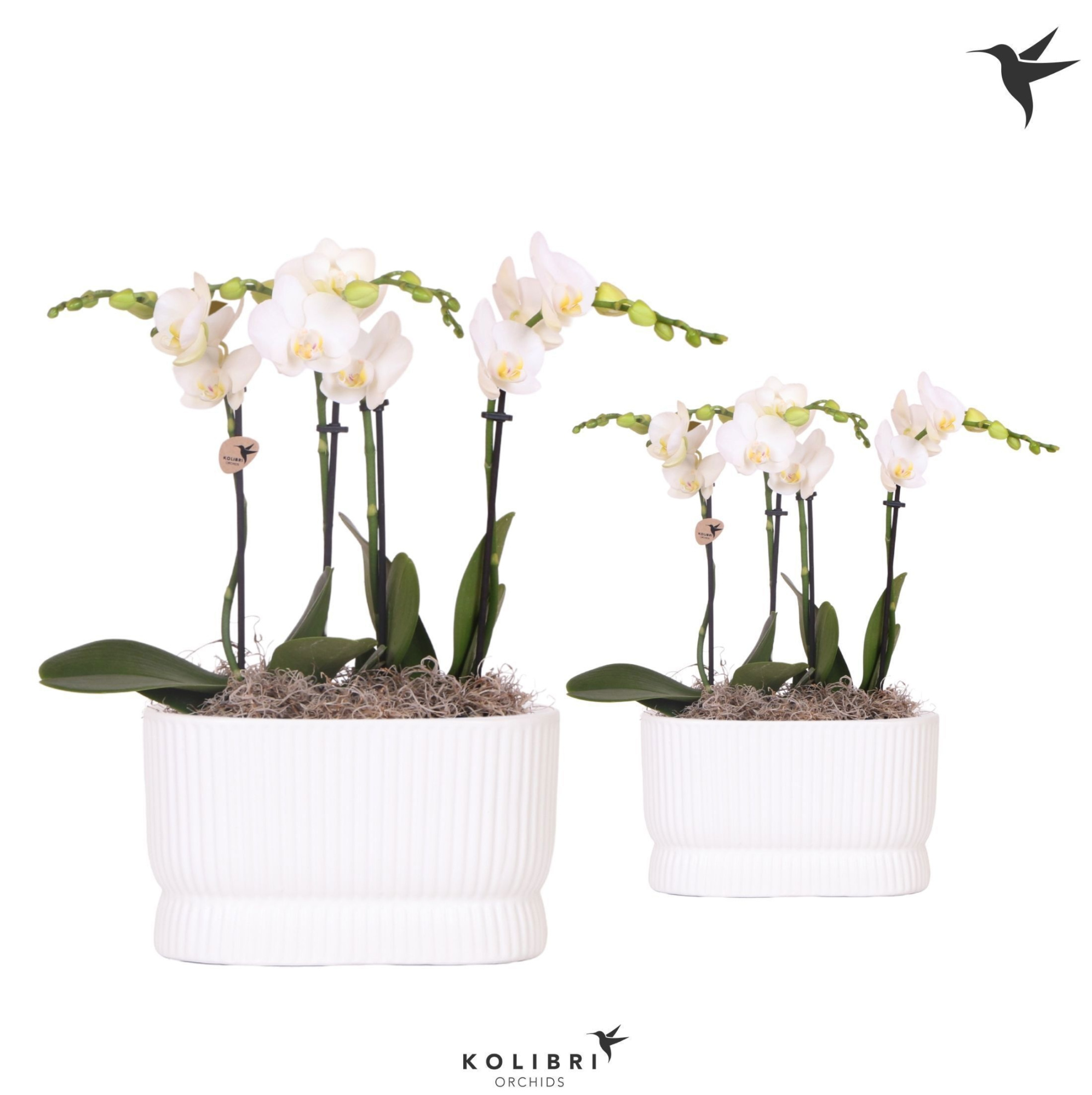 Kolibri Orchids Phalaenopsis white 4spike in Diabolo Twin white, D 9