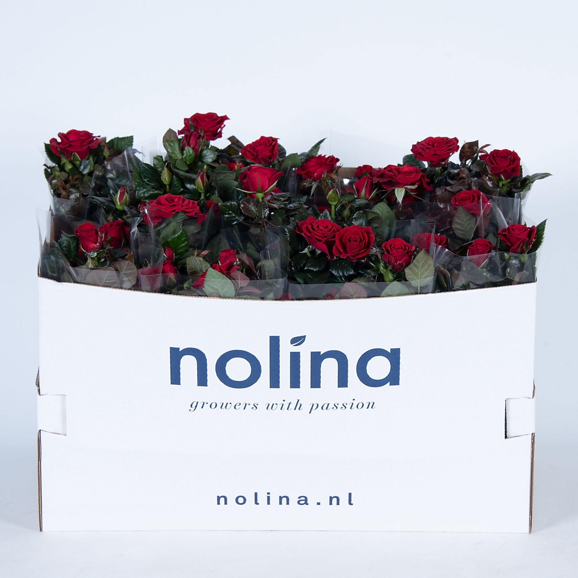 Nolina Roses Ø 13 cm Red in box st. 2-3, D 13