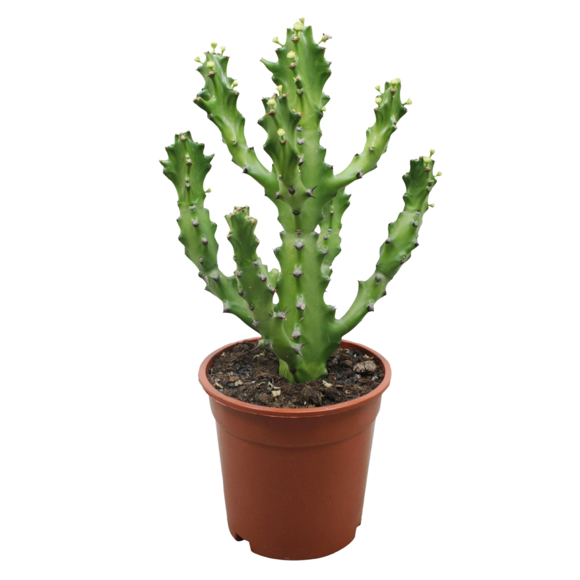 Euphorbia maurentania 17 cm, D 17 cm