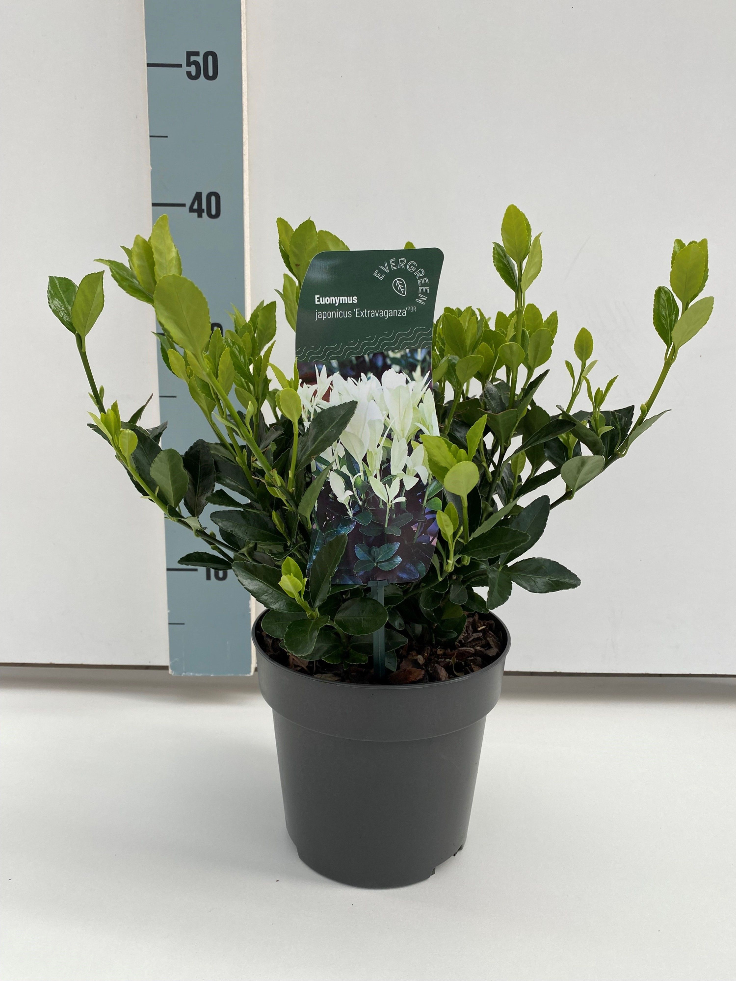 Euonymus jap. 'Extravaganza'®, D 17