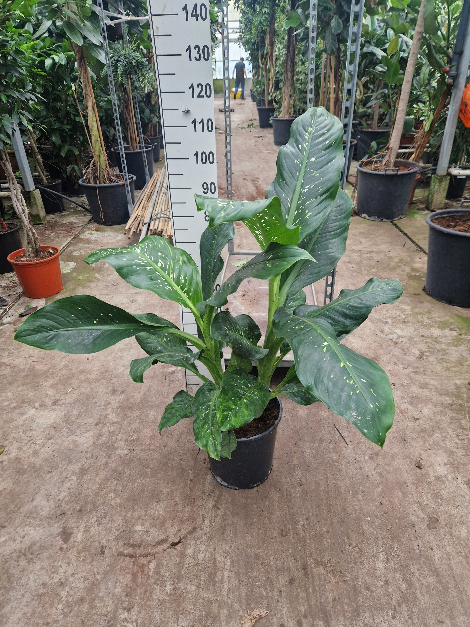 Dieffenbachia Memoria Corsii 110, D 30