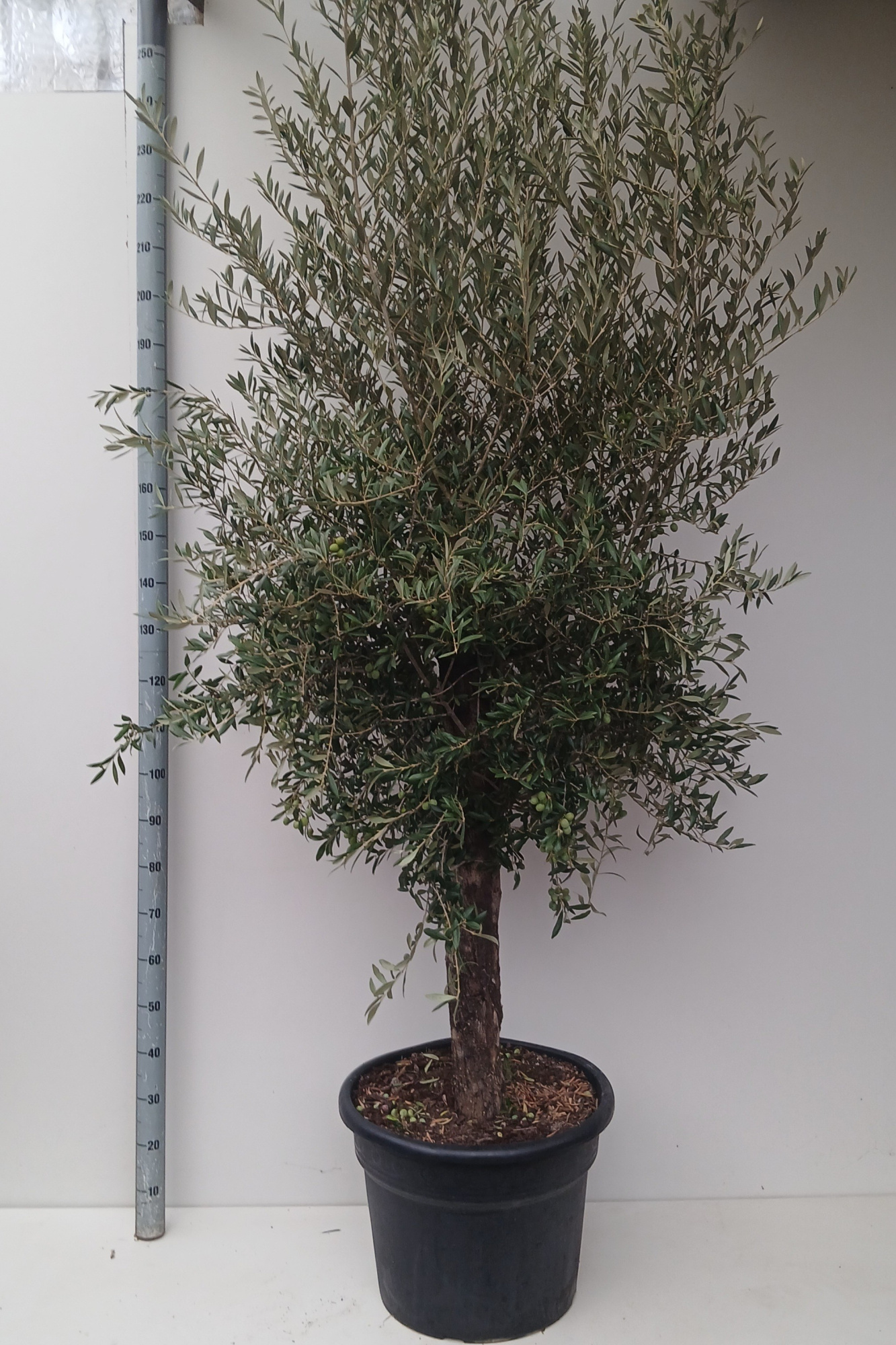 olea europaea, D 40